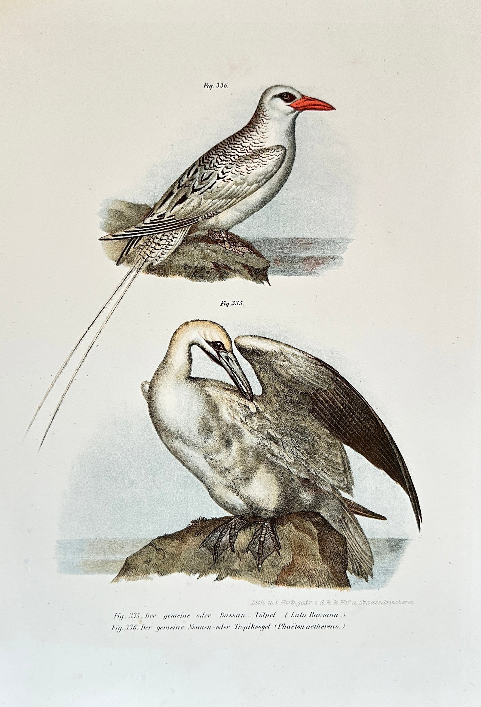 Leopold Fitzinger – Studies of Seabirds: Red-tailed Tropicbird and Brown Booby: This detailed hand-colored steel engraving presents two distinct studies of seabirds. The upper illustration depicts a Red-tailed Tropicbird (Phaëton rubricauda), showcasing its white plumage, speckl