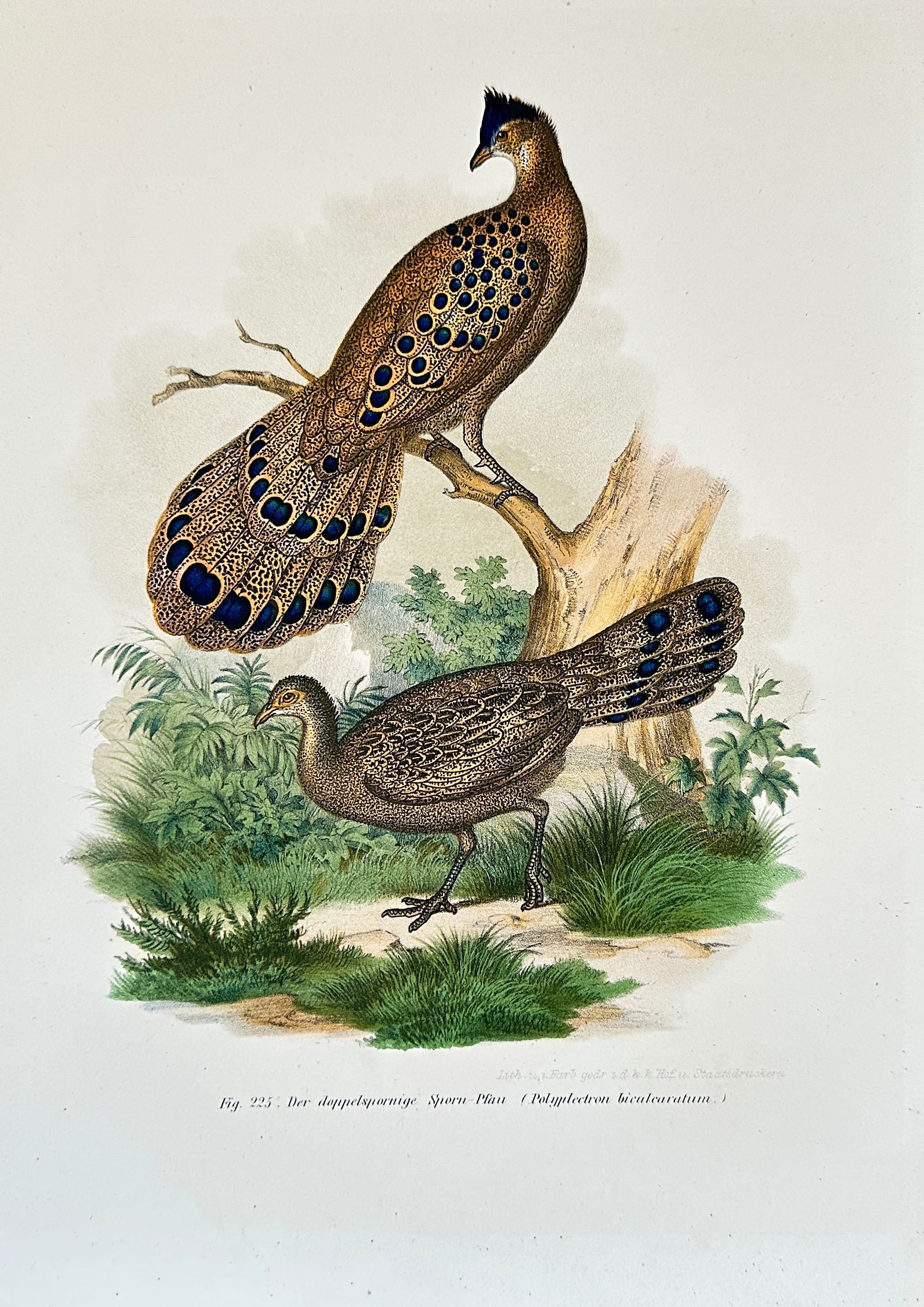 Leopold Fitzinger – Grey Peacock-Pheasant (Polyplectron bicalcaratum) – Hand-colored Steel (1 of 3)
