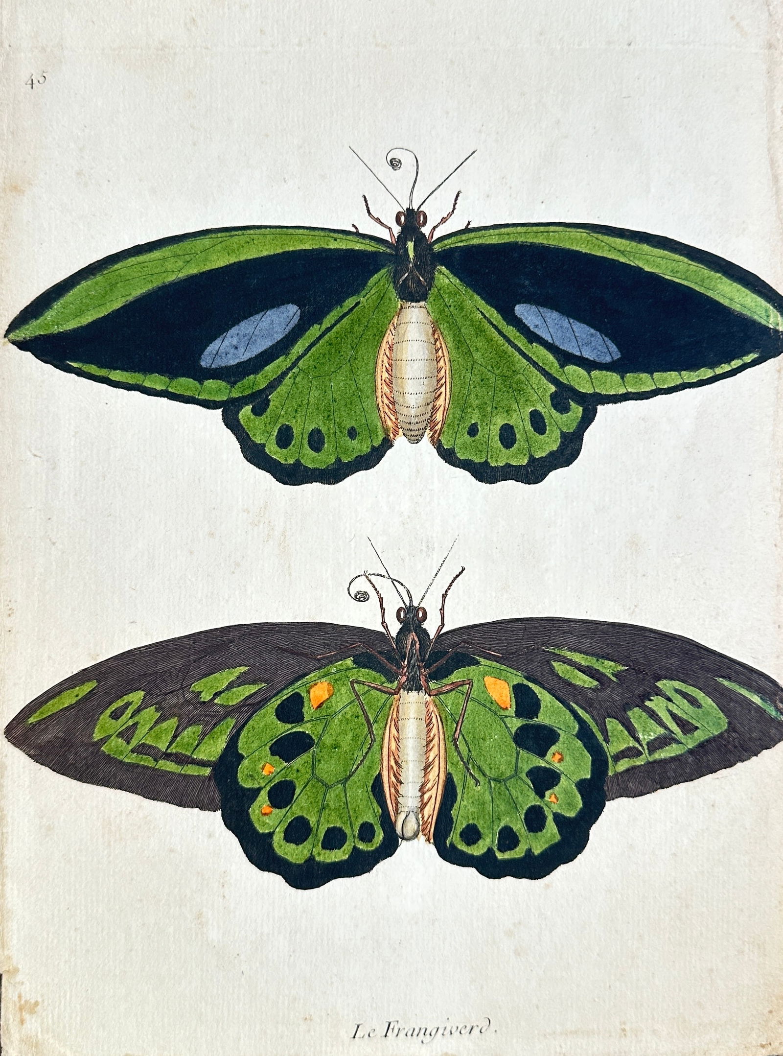 François-Nicolas Martinet – Two Butterflies: "Le Frangipierre" – Hand-Colored Engraving (1 of 3)