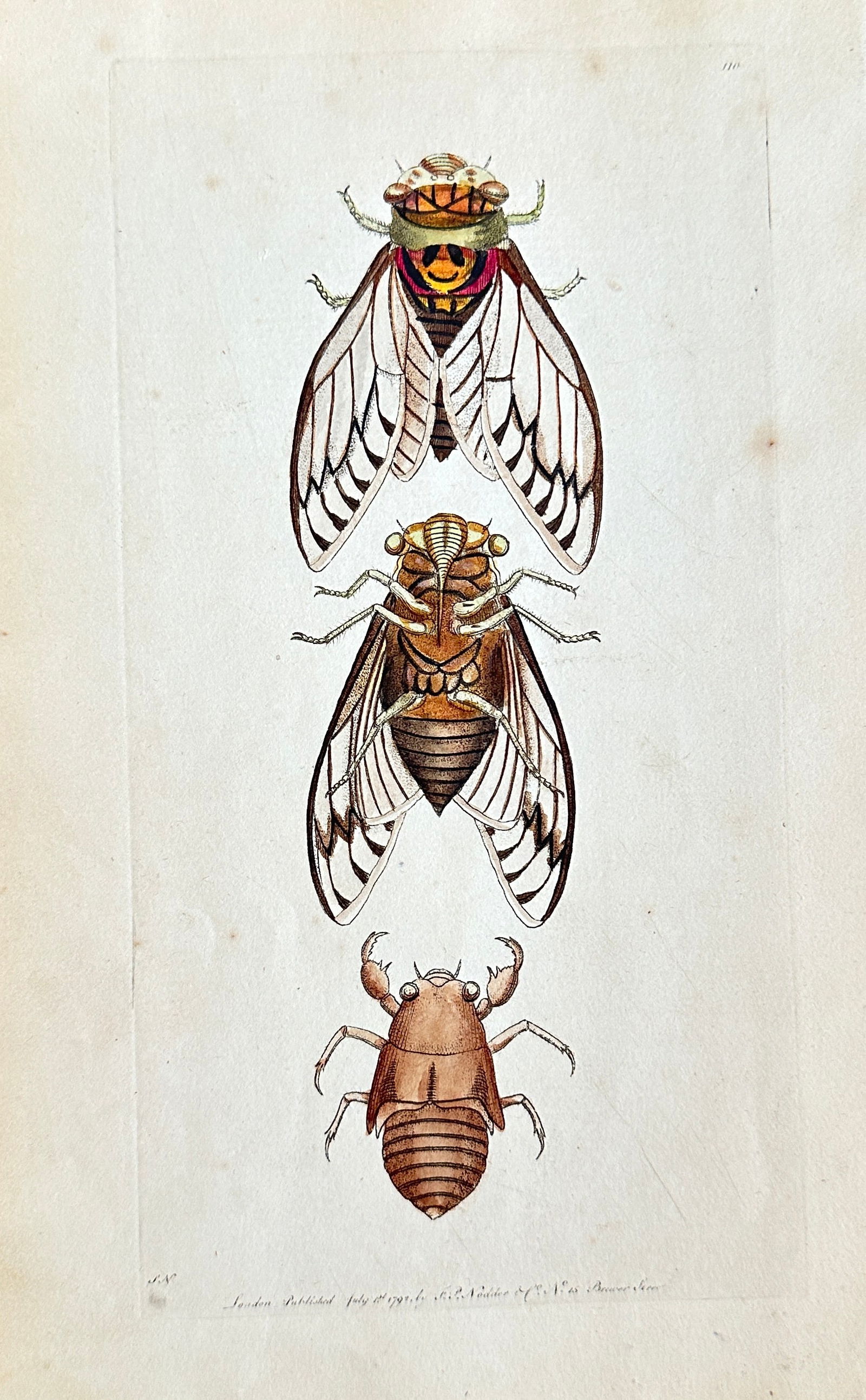 Frederick Polydore Nodder – Studies of Cicada Life Cycle – Hand-colored Engraving (1 of 3)