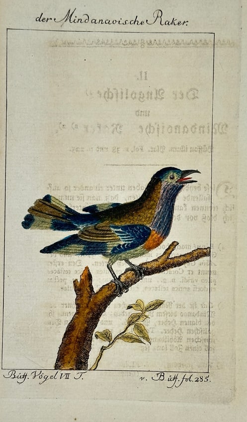 François-Nicolas Martinet – The Mindanao Roller – Hand-Colored Engraving – 18th (1 of 3)