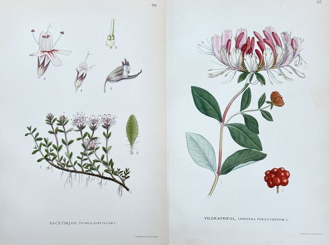 Carl Lindman – Set of 2 Prints: Wild Thyme and Wild Honeysuckle from "Bilder ur Nordens Flora" (1 of 3)