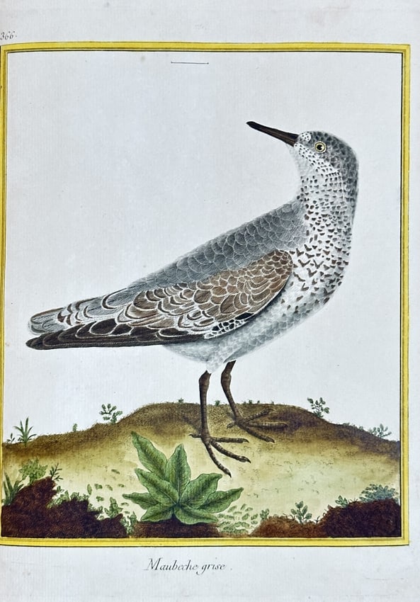 François Nicolas Martinet – Grey Plover from "Planches Enluminées d'Histoire Naturelle" (1 of 3)