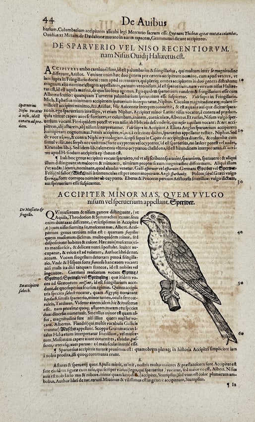 Conrad Gessner (1516–1565) – On the Sparrowhawk: From History of Animals Book III: On Birds (1 of 3)