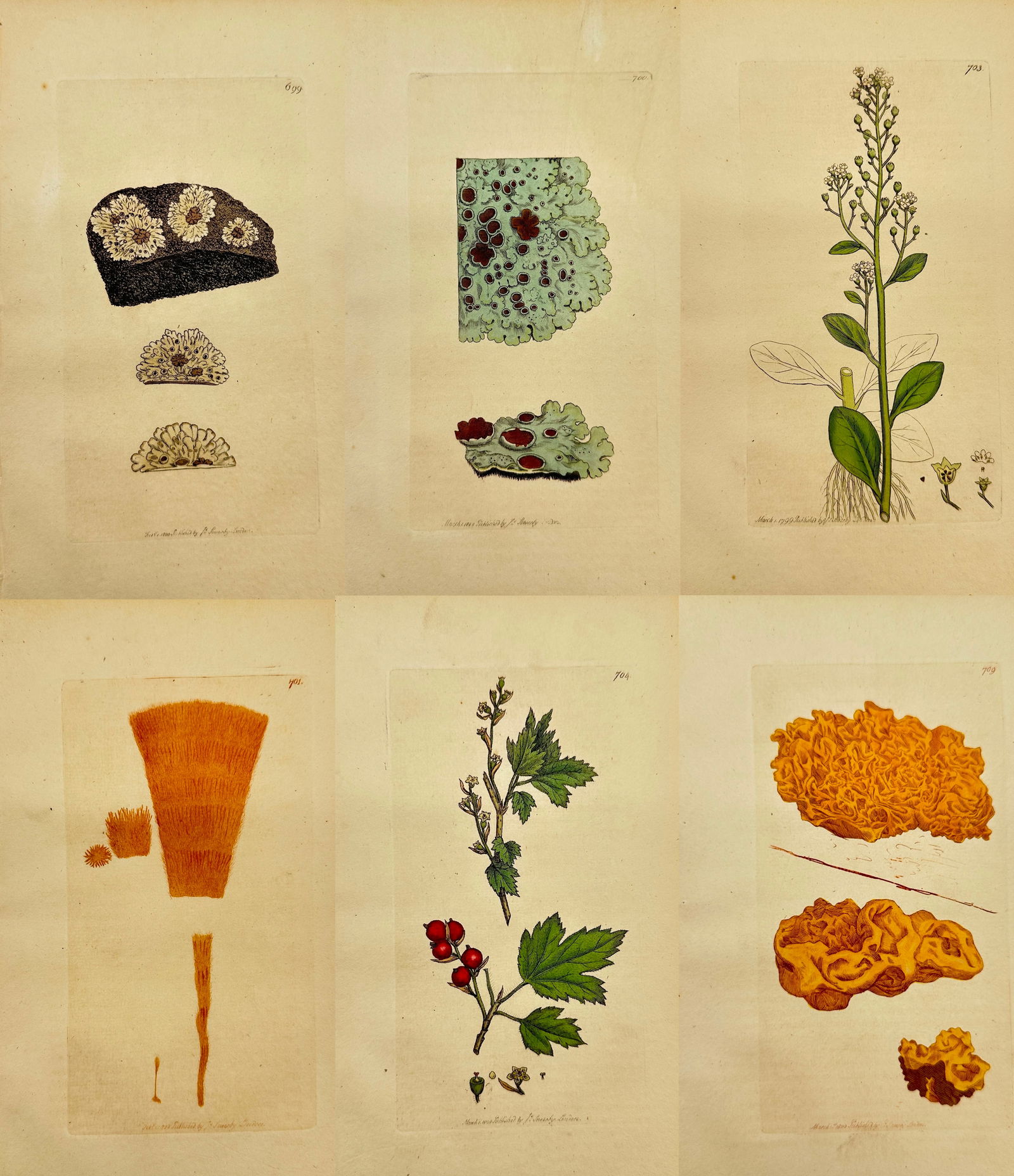 James Sowerby – Set of 6: Botanical Studies including Frosty Lichen and Mountain Currants (1 of 7)