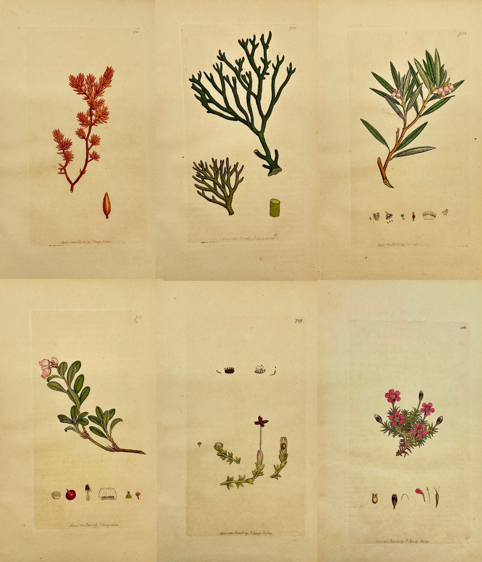 James Sowerby – Set of 6: Botanical Studies including Oval-leaved Fucus and Marsh Andromeda (1 of 7)