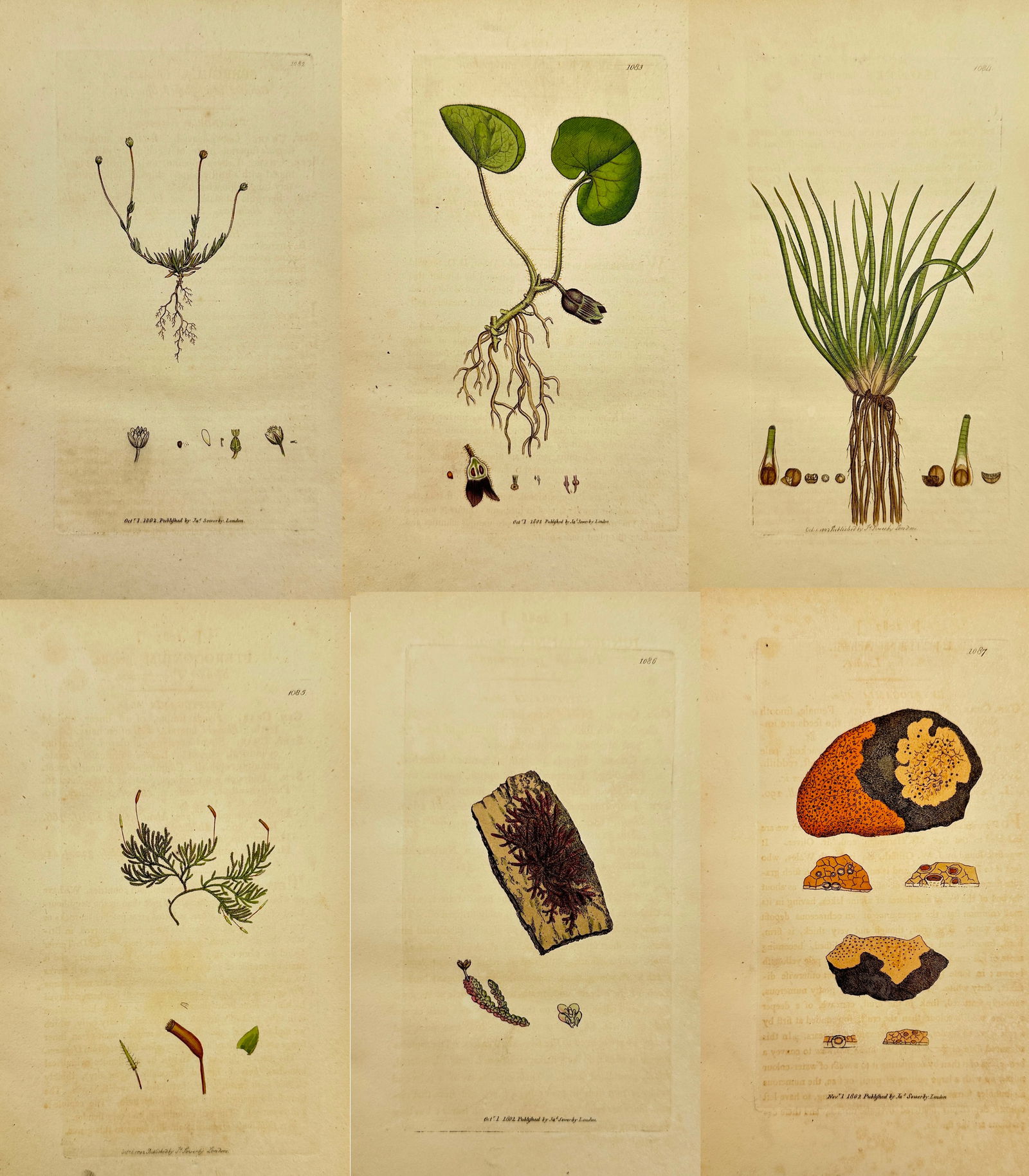 James Sowerby – Set of 6: Botanical Studies including Ciliated Awl-shaped Spurrey and European (1 of 7)