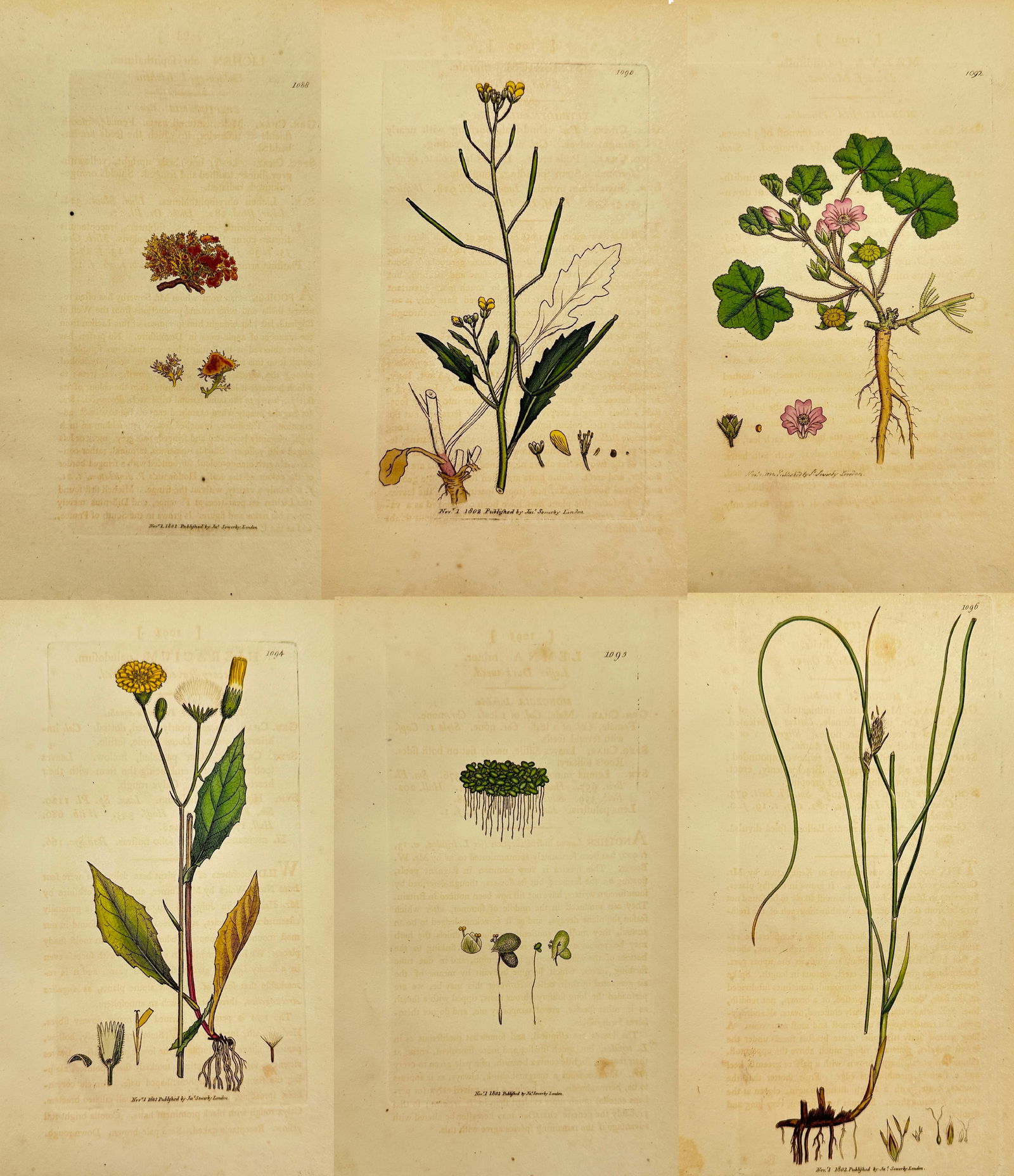 James Sowerby – Set of 6: Botanical Studies including Golden-eyed Lichen and Dwarf Mallow (1 of 7)