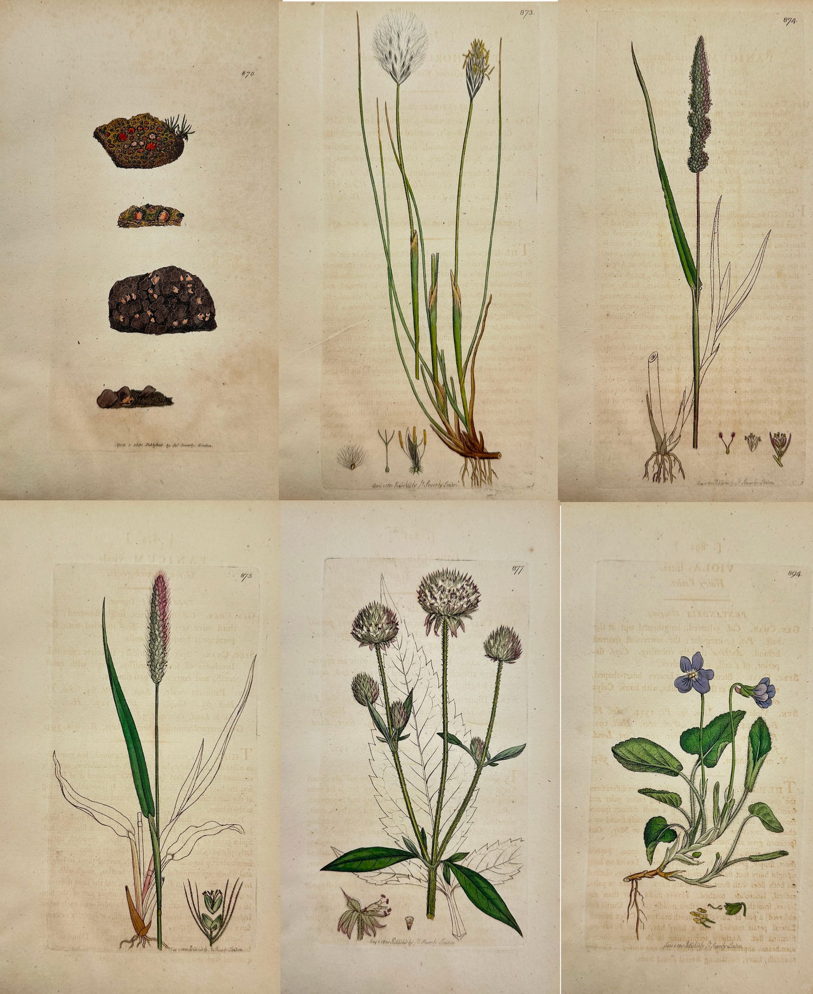 James Sowerby James Sowerby (1757–1822) – Set of 6: Botanical Studies including Stellated Ground (1 of 7)