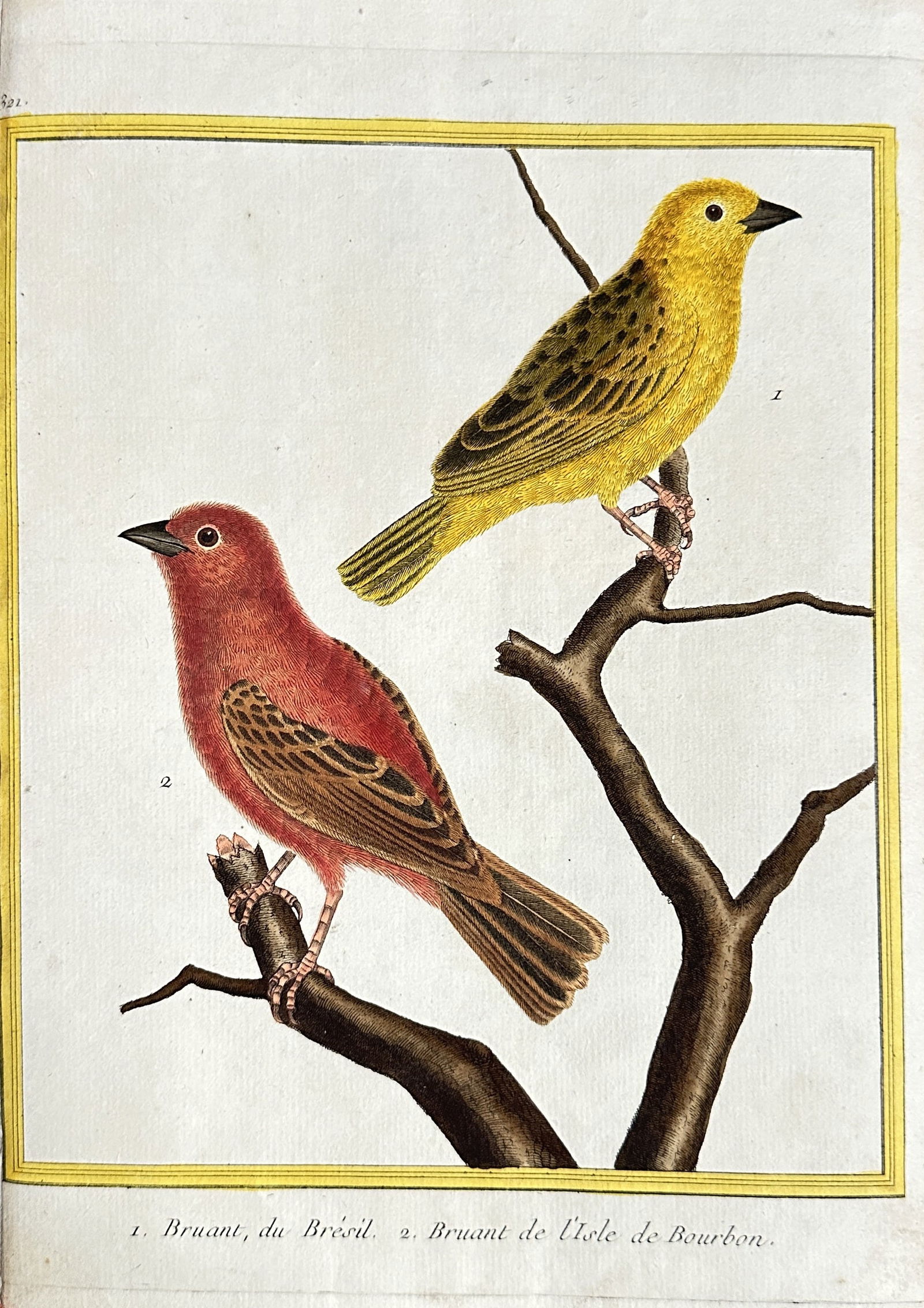 François-Nicolas Martinet – Two Bunting Species: Brazilian and Bourbon Island – Hand-coloured (1 of 3)