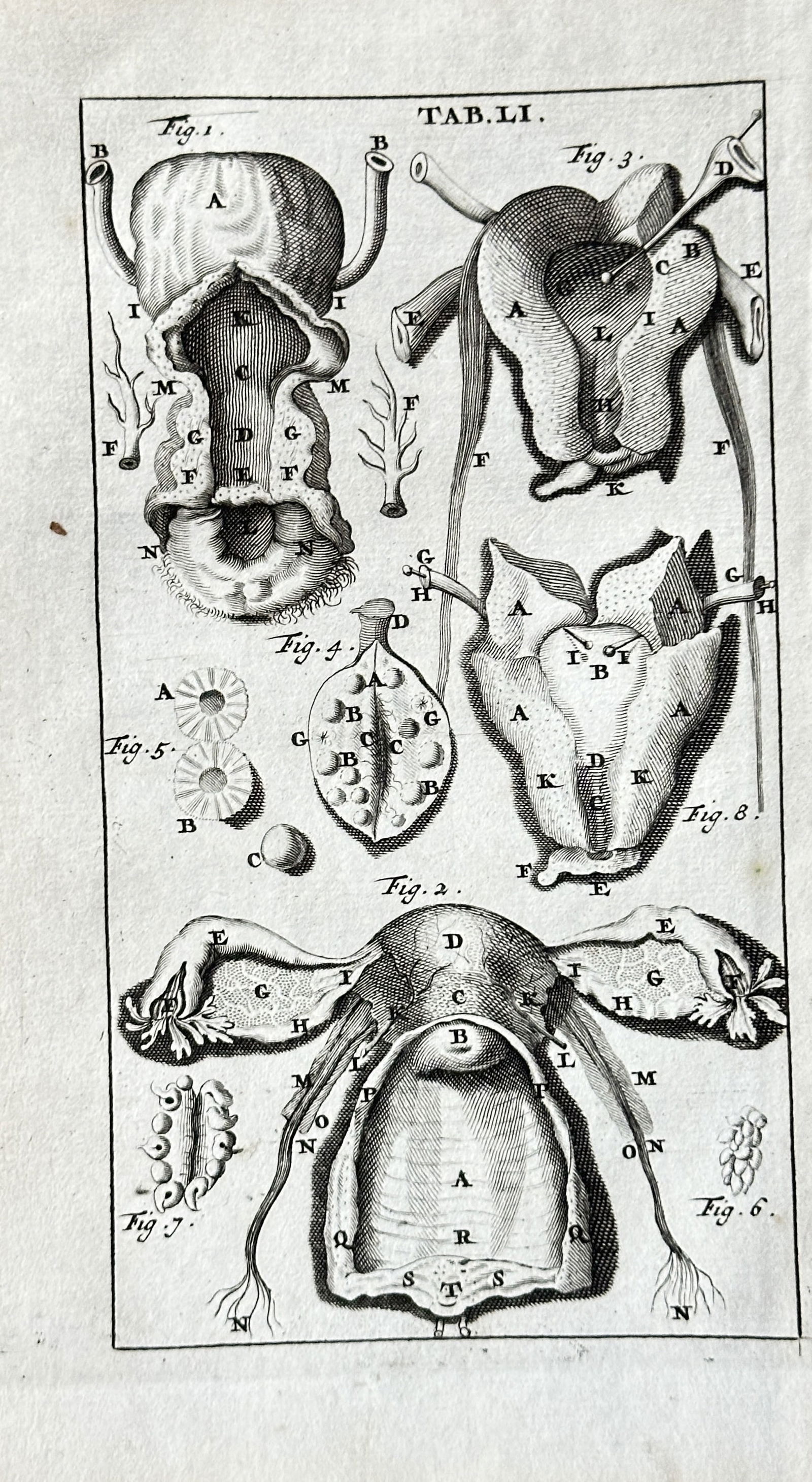 Steven Blankaart – Anatomical Study of Female Reproductive Organs (Uterus and Ovaries) –: This original 17th-century engraving by Steven Blankaart presents a detailed anatomical study of female reproductive organs, specifically illustrating the uterus and ovaries. The plate displays multip