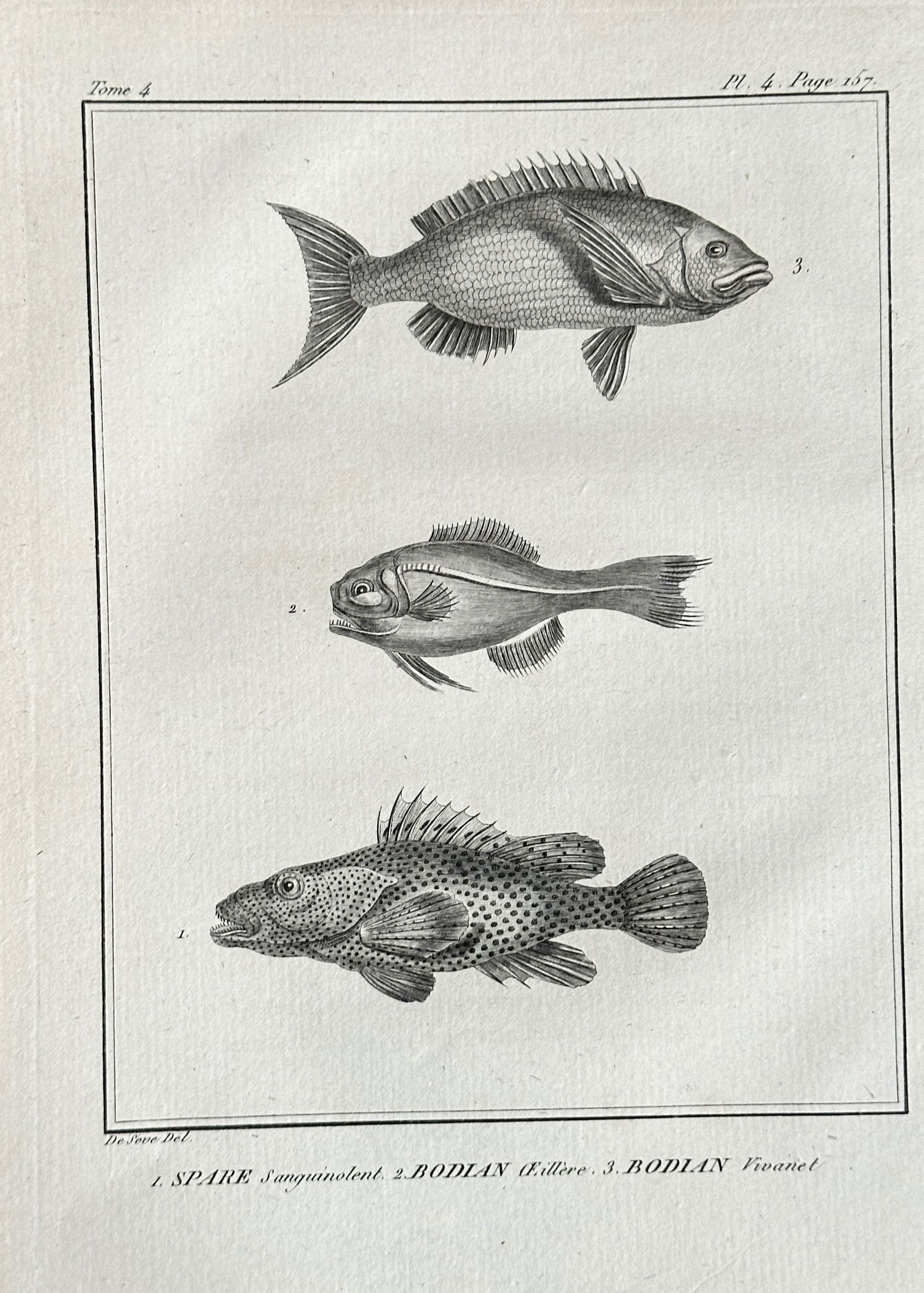 Jacques Eustache de Sève – Three Fish Species: Sea Bream and Hogfish – Engraving (circa 1780s) (1 of 3)