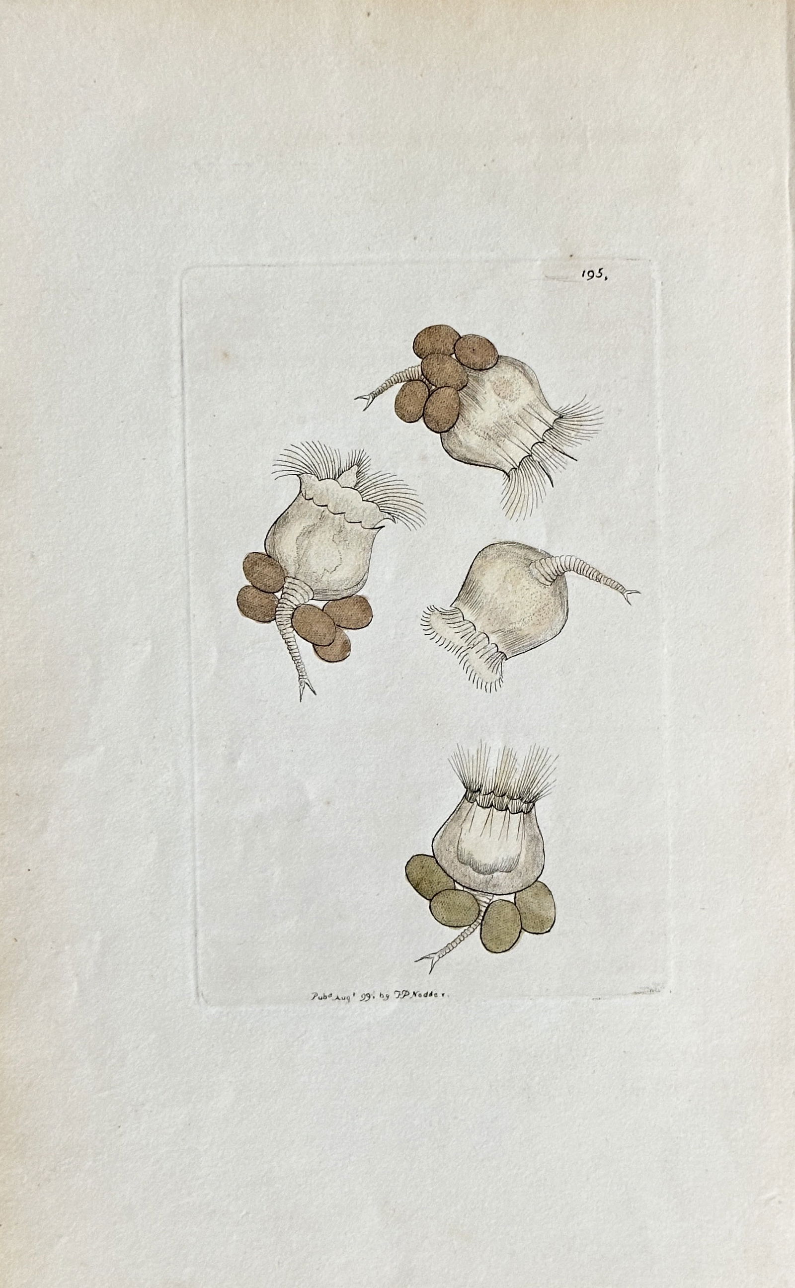 Frederick P. Nodder – Microscopic Organisms: Rotifers or Copepods with Egg Sacs (1 of 3)