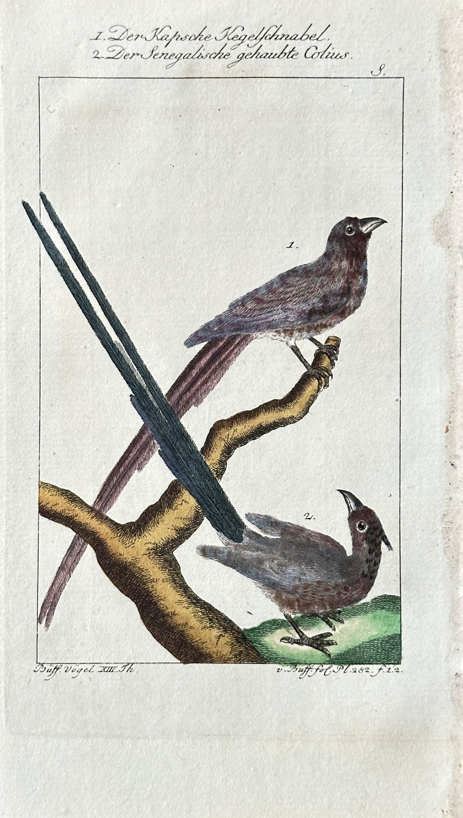 Georges-Louis Leclerc, Comte de Buffon – Two Passerine Birds: Cape Sailbill and Senegalese Crested (1 of 3)