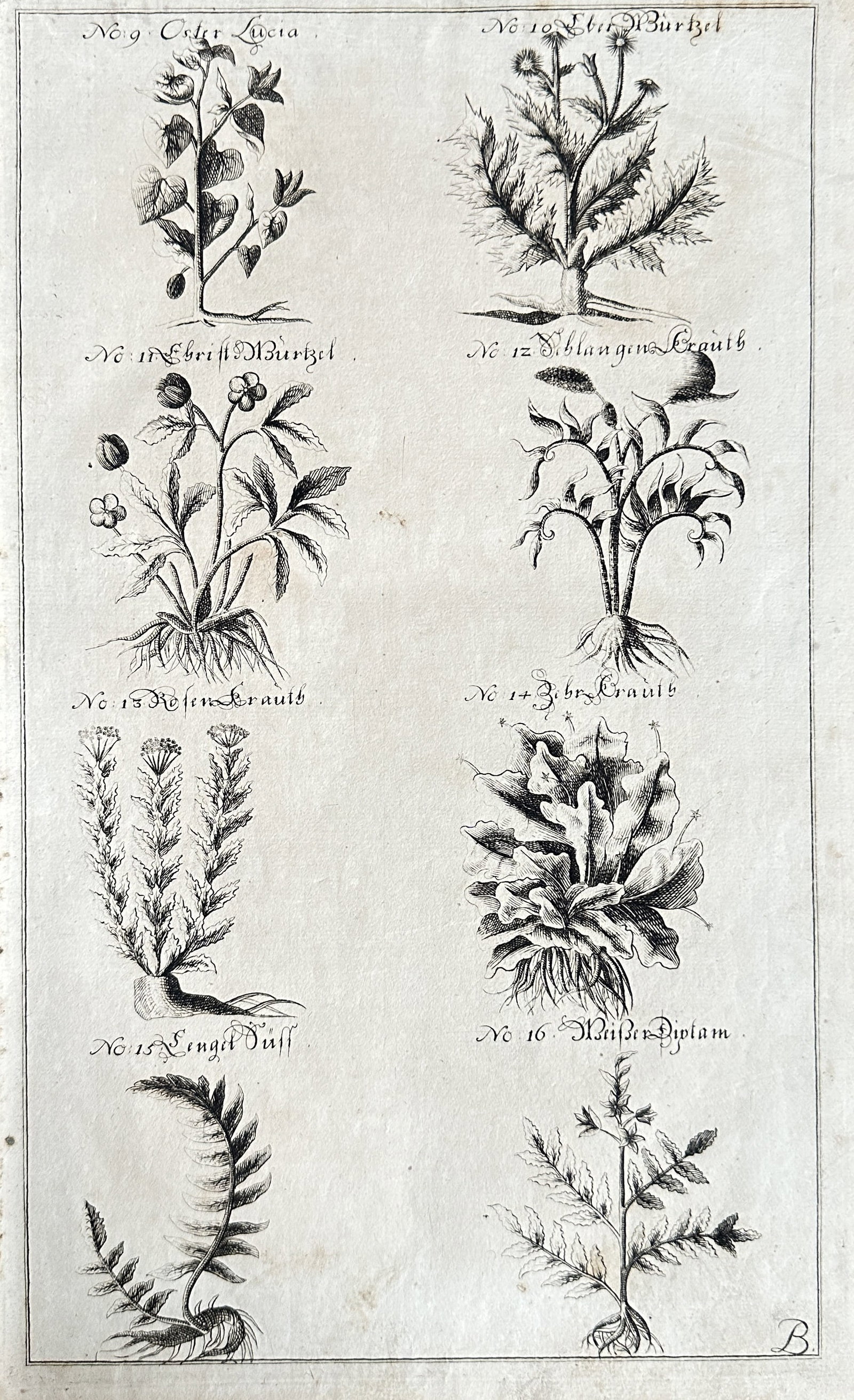 Nicholas Culpeper (1616–1654) – Plate of Medicinal Plants from a Herbal, featuring various: This original 18th-century engraving presents a plate with eight detailed illustrations of various medicinal plants, arranged in two columns. Each plant is clearly numbered and accompanied by a German