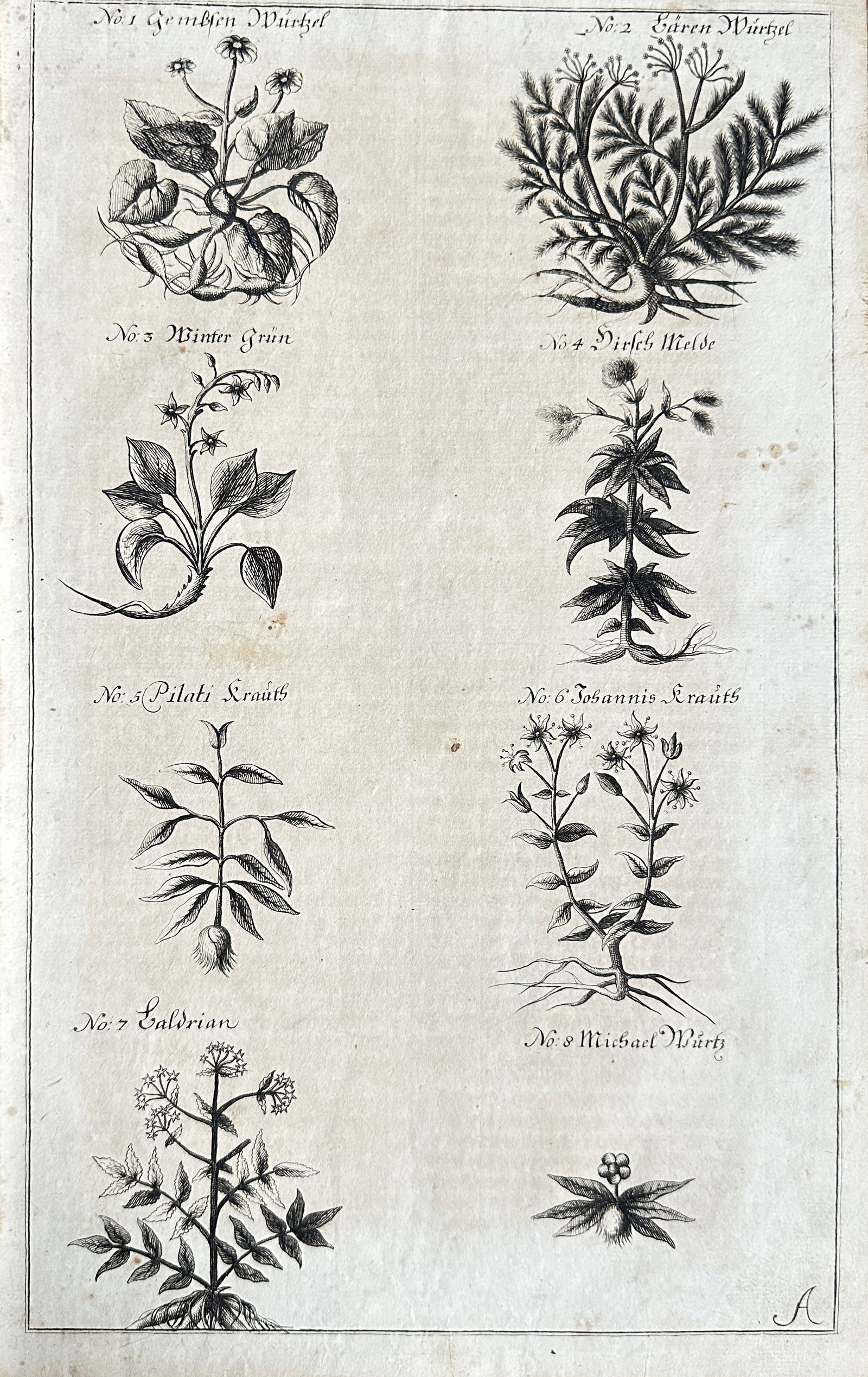 Nicholas Culpeper – Plate of Medicinal Plants from a Herbal, featuring various species –: This original 18th-century engraving presents a plate with eight detailed illustrations of various medicinal plants, arranged in two columns. Each plant is clearly numbered and accompanied by a German