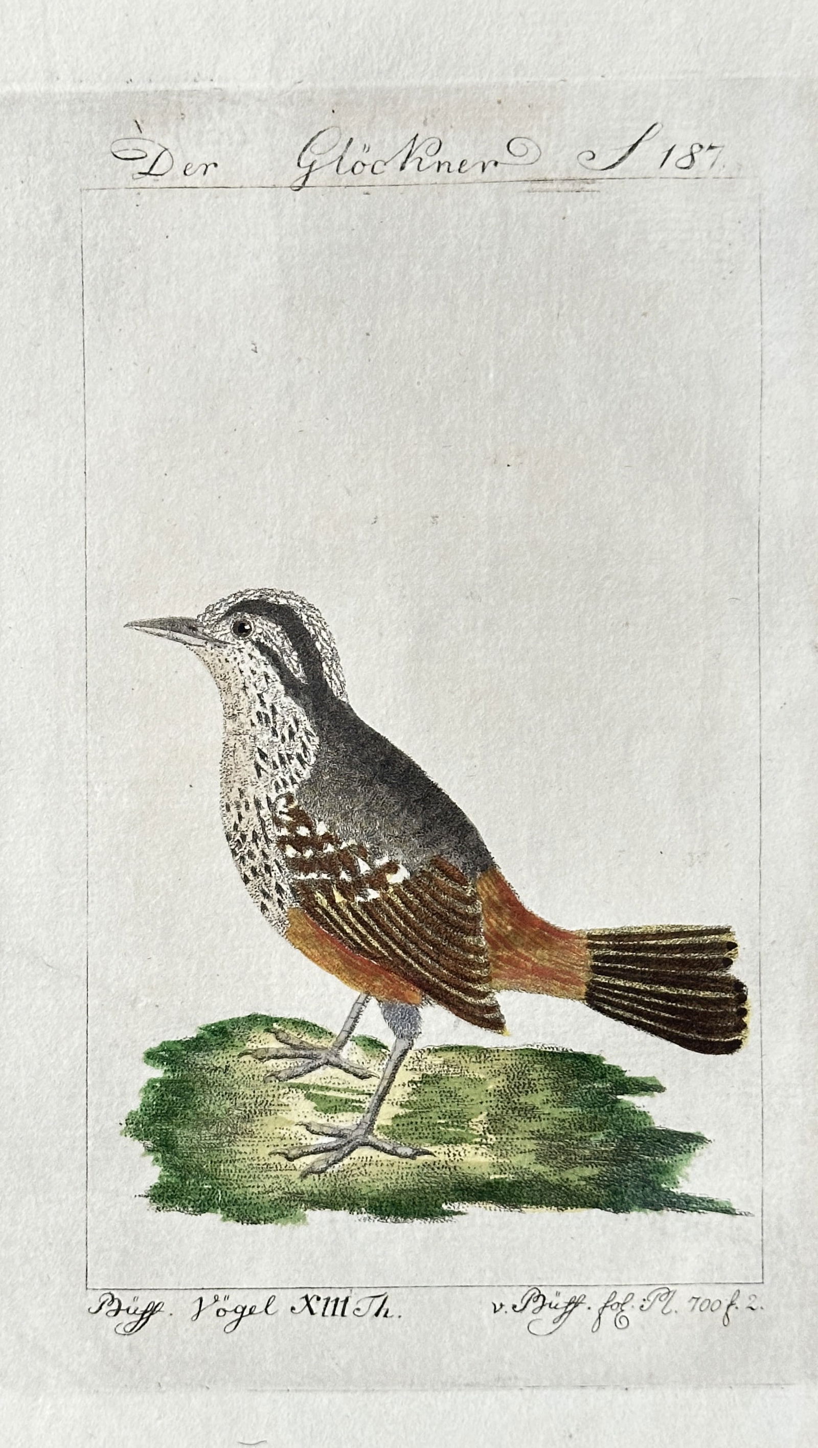 Georges-Louis Leclerc, Comte de Buffon– The Bell-ringer (Bird Species) – Hand-coloured Engraving (1 of 3)