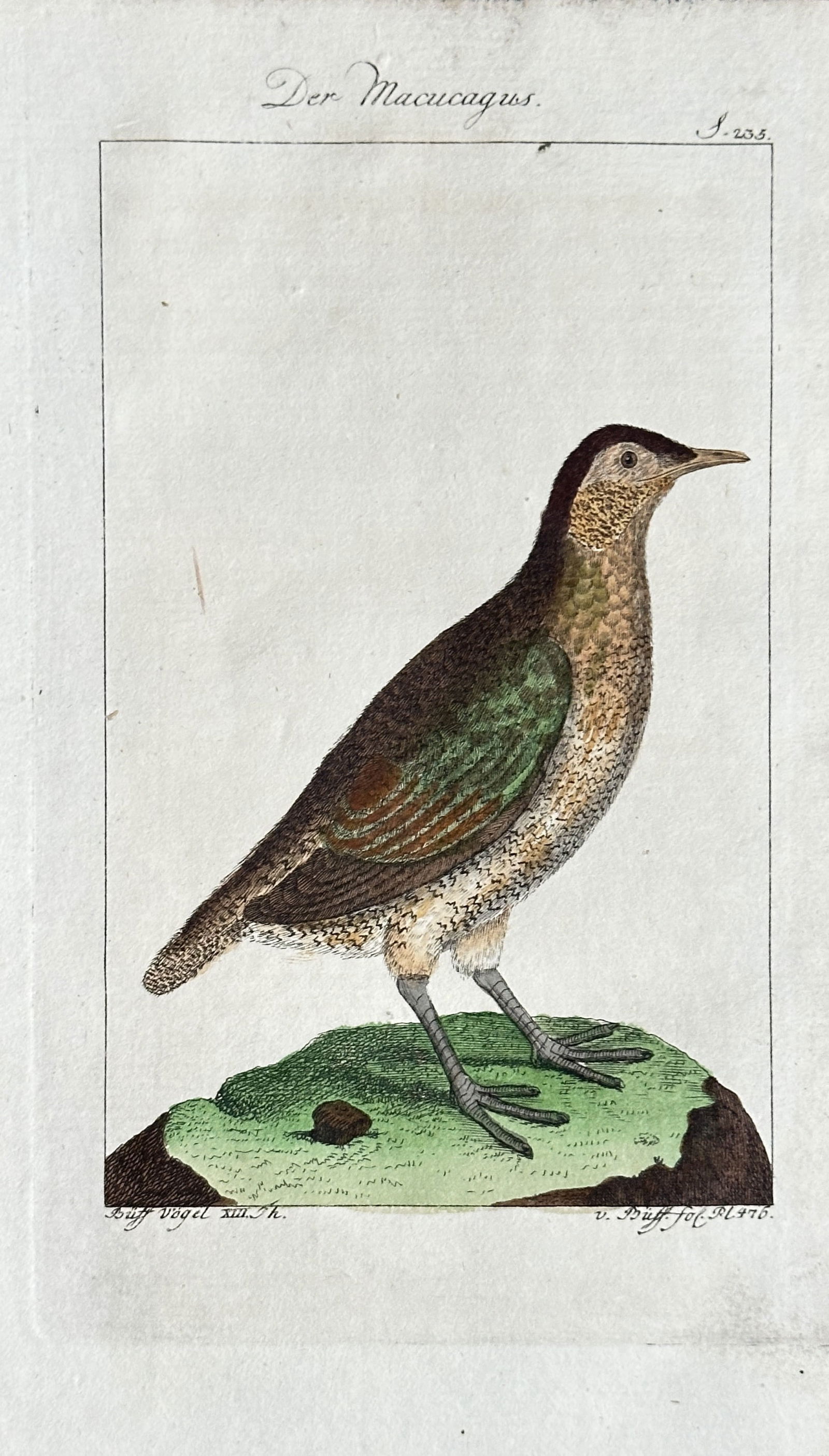 Georges-Louis Leclerc, Comte de Buffon  – The Macucagus (Bird Species) – Hand-coloured Engraving (1 of 3)