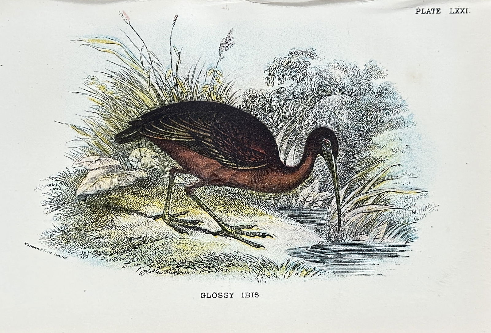 Richard Bowdler Sharpe (1847–1909) – Glossy Ibis – Chromolithograph (circa 1890s) (1 of 2)