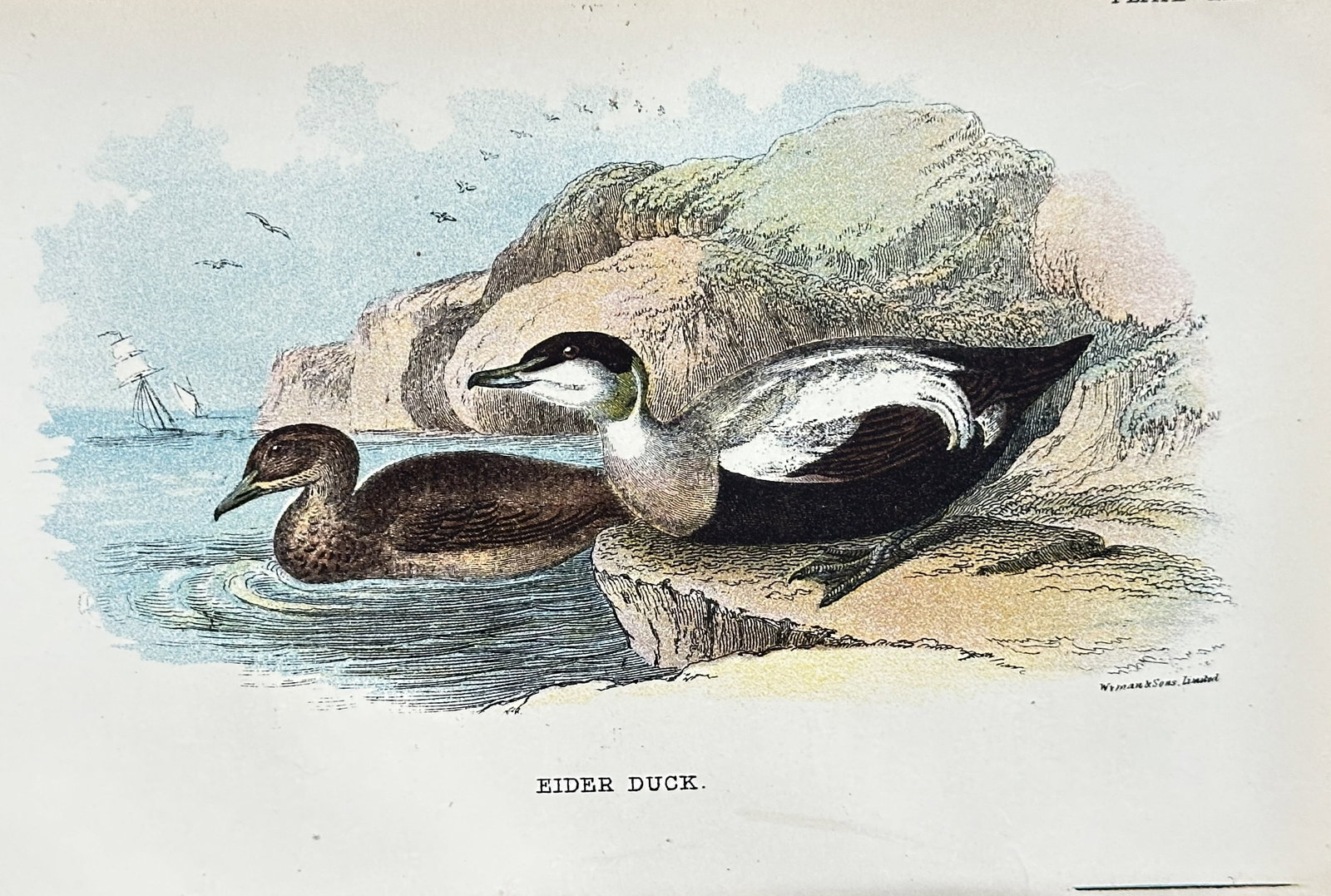 Richard Bowdler Sharpe (1847–1909) – Eider Duck – Chromolithograph (circa 1890s): This original late 19th-century chromolithograph depicts a pair of Eider Ducks (male and female) in their natural coastal habitat. The male, positioned on the right, showcases its characteristic black