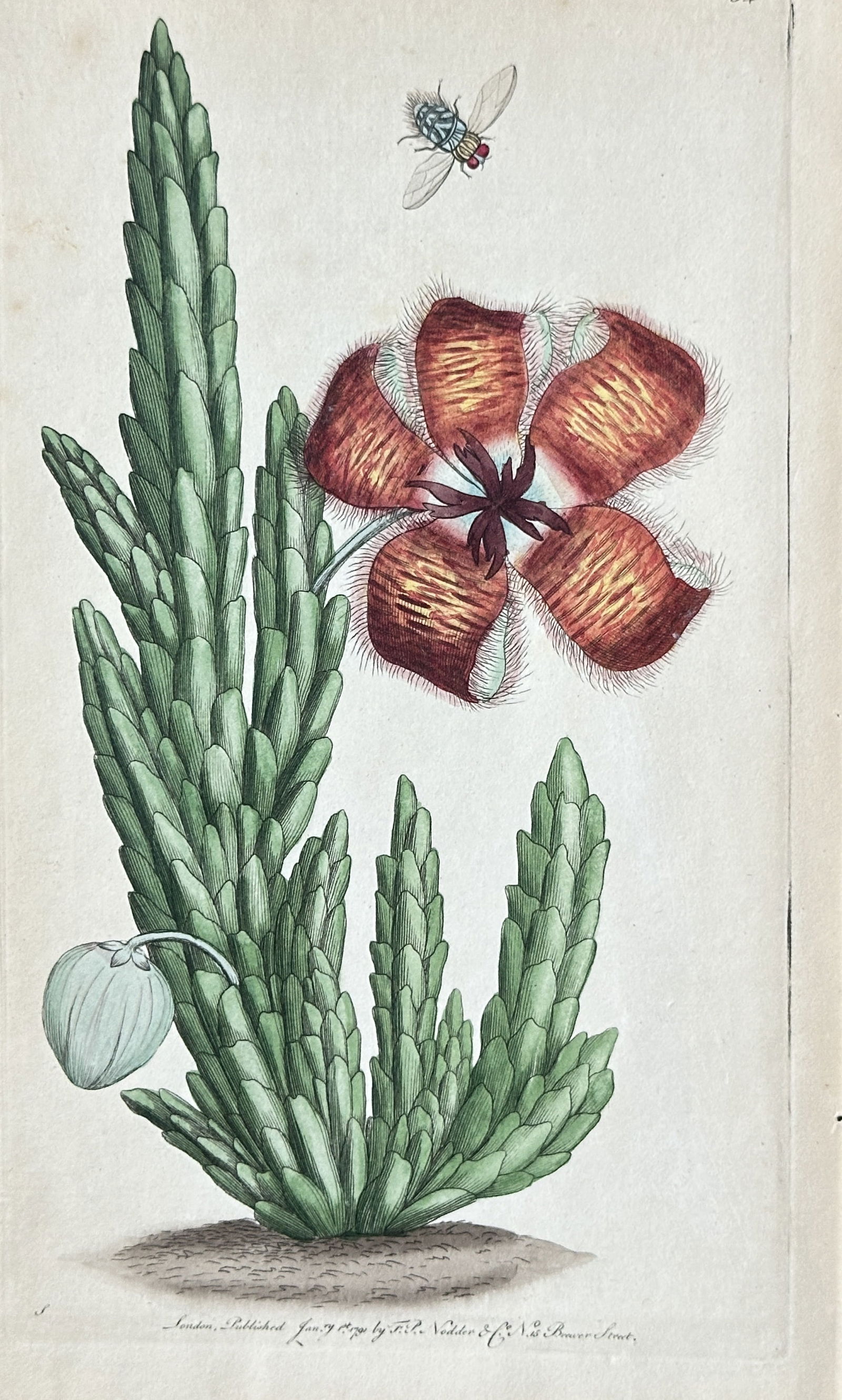 Frederick Polydore Nodder – Carrion Flower (Stapelia variegata) – Copperplate Engraving – 1790 (1 of 3)