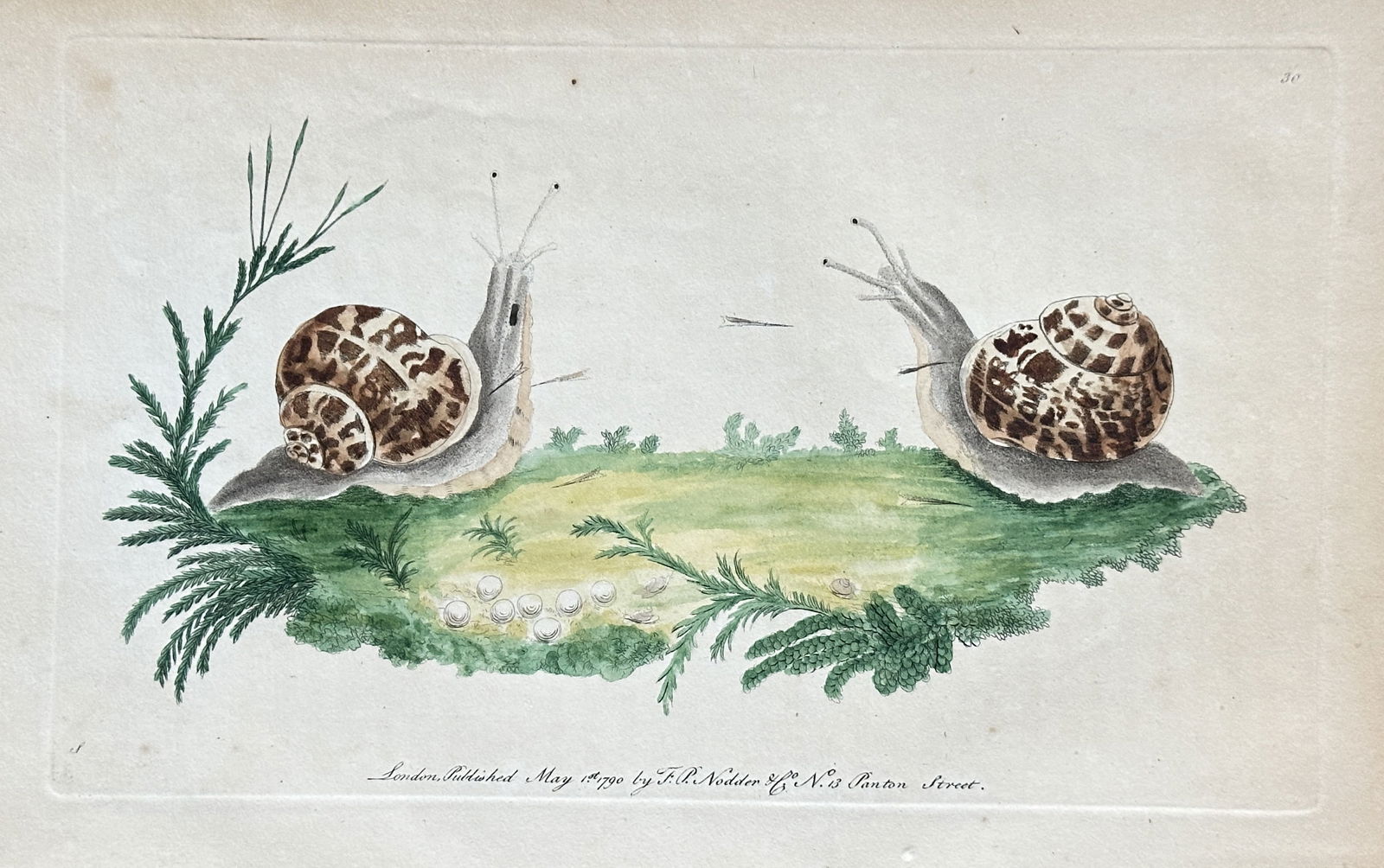Frederick Polydore Nodder – Roman Snails (Helix pomatia) – Copperplate Engraving – 1790 (1 of 3)