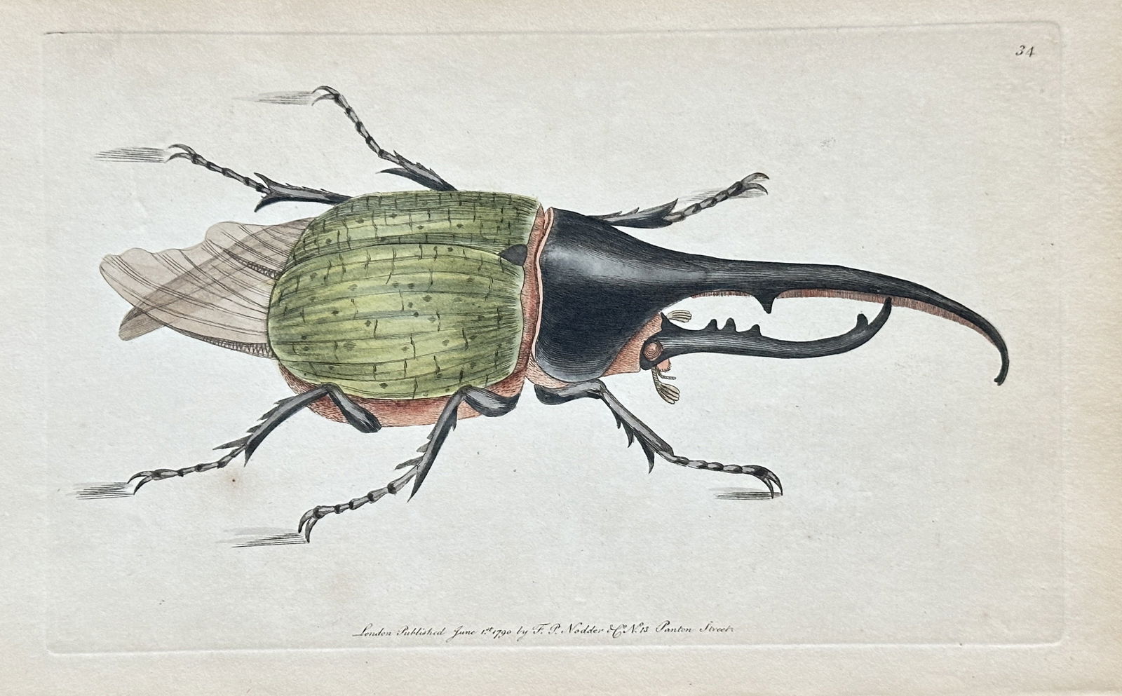 Frederick Polydore Nodder – Hercules Beetle (Dynastes hercules) – Copperplate Engraving – 1790 (1 of 3)