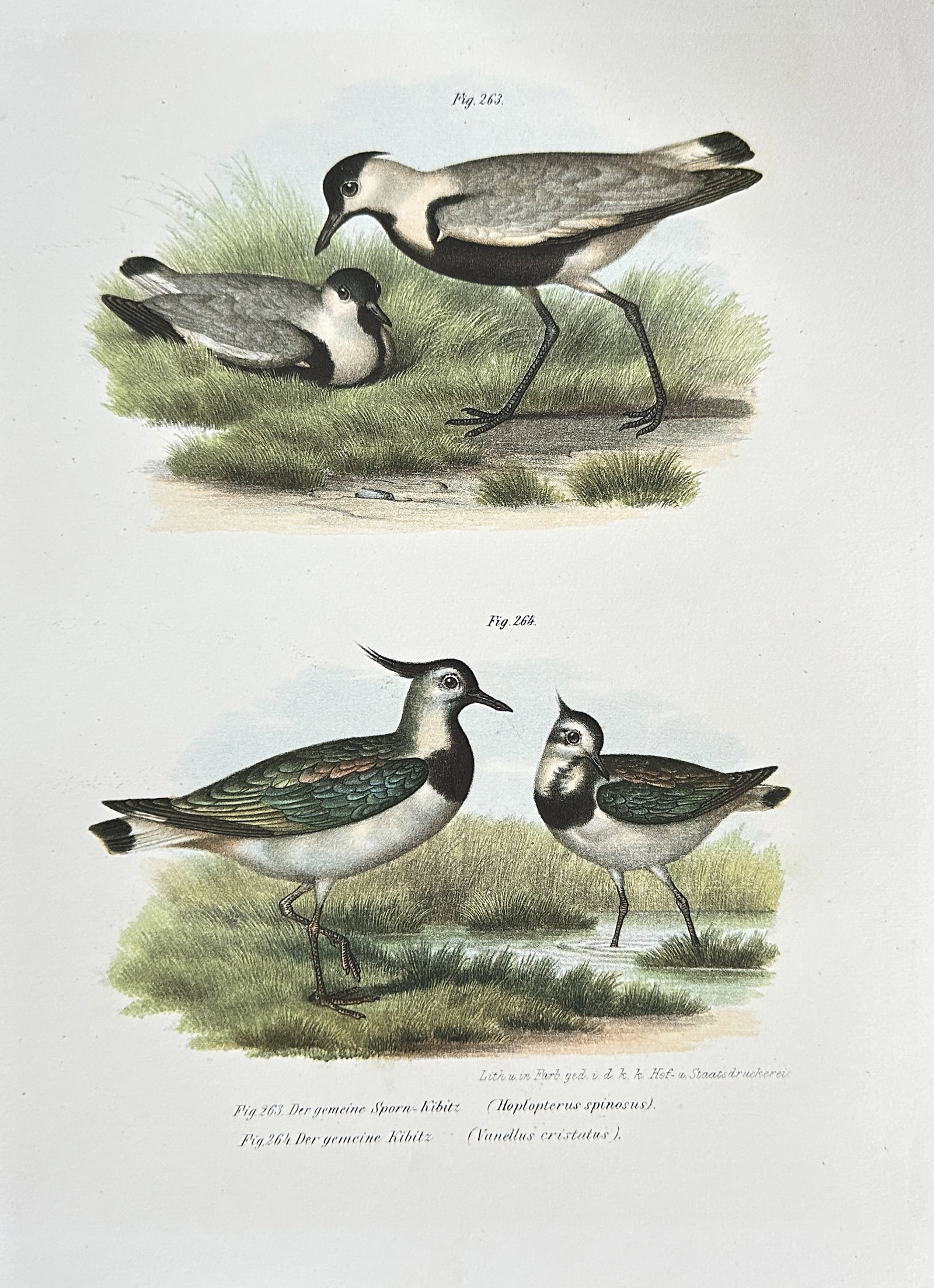 Leopold Fitzinger – Spur-winged & Common Lapwings – Color Lithograph – c. 1864: This beautiful original color lithograph, dating from circa 1864, showcases the Spur-winged Lapwing (Hoplopterus spinosus) and the Common Lapwing (Vanellus vanellus). The plate is from the monumental 