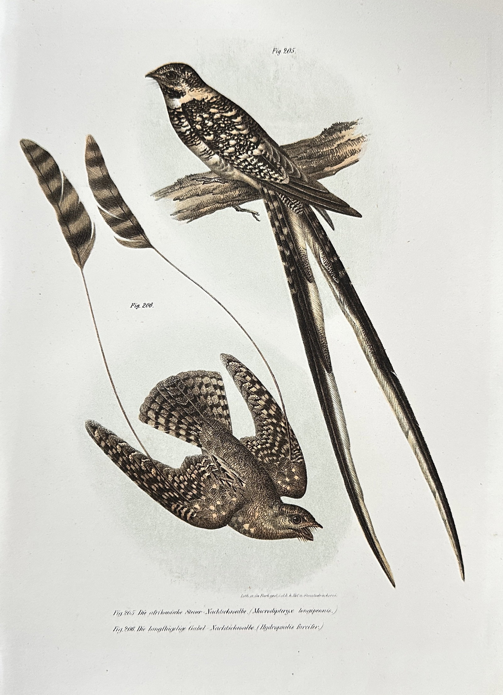 Leopold Fitzinger – Standard-winged & Swallow-tailed Nightjars – Color Lithograph – c. 1864: This striking original color lithograph from 1864 showcases two species of nightjar, celebrated for their unique and dramatic plumage. The plate is from the "Bilder-Atlas zur wissenschaftlich-populär