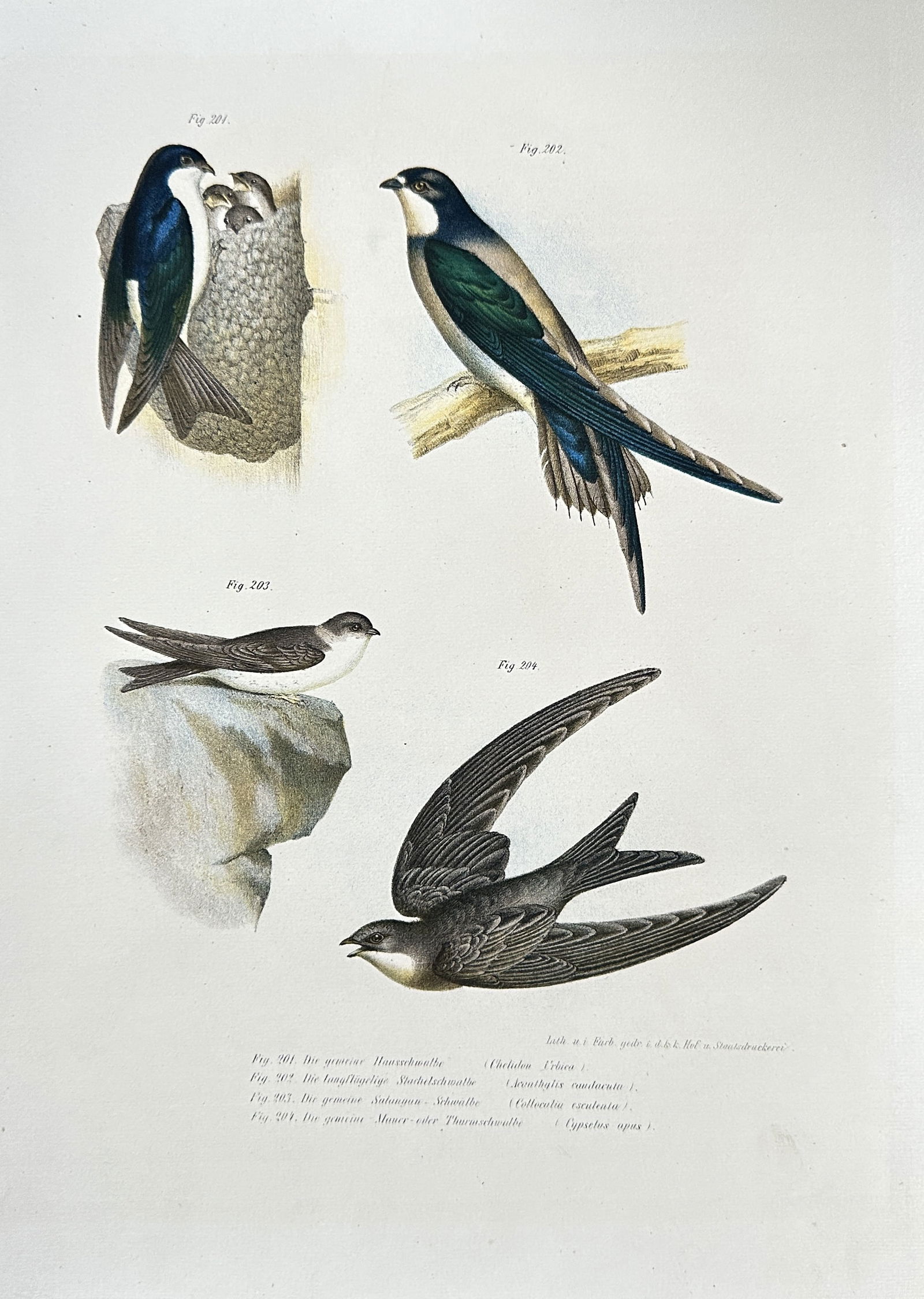 Leopold Fitzinger – Swallows & Swifts (Hirundo, Cypselus) – Color Lithograph – c. 1864 (1 of 3)
