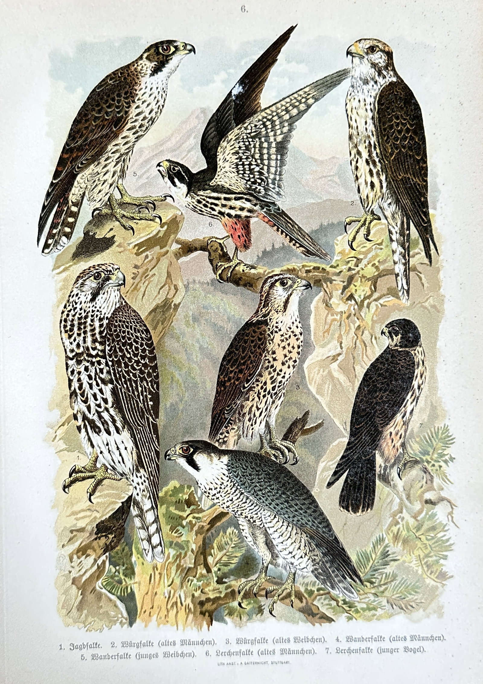 Meyers Konversations-Lexikon – Falcons (Gyrfalcon, Peregrine, Saker) – Chromolithograph – c.: This detailed antique chromolithograph, published circa 1890, presents a comparative study of various species of falcons. This plate originates from a renowned late 19th-century German encyclopedia, m