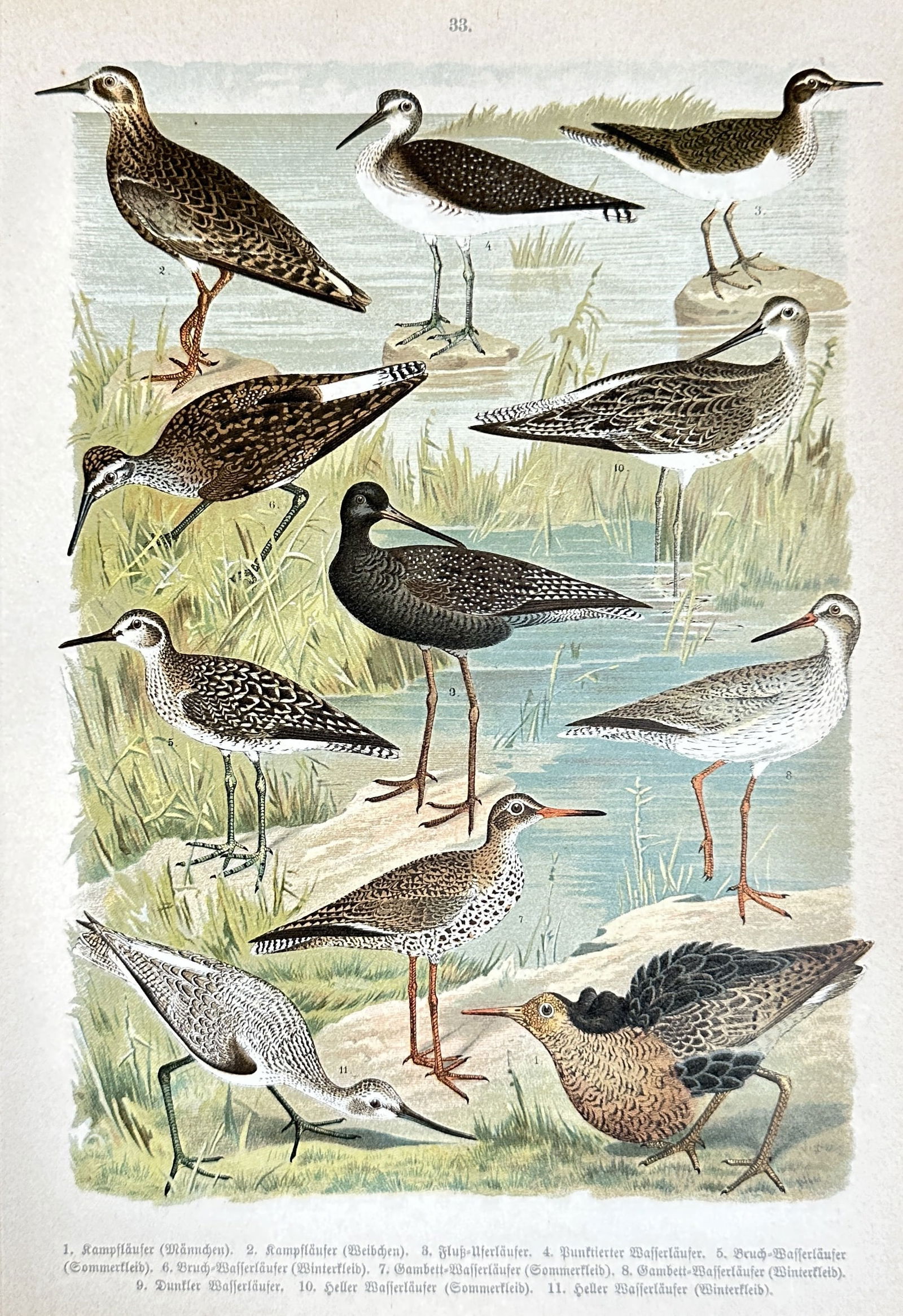 Meyers Konversations-Lexikon – Waders & Sandpipers (Ruff, Snipe) – Chromolithograph – c. 1890 (1 of 3)