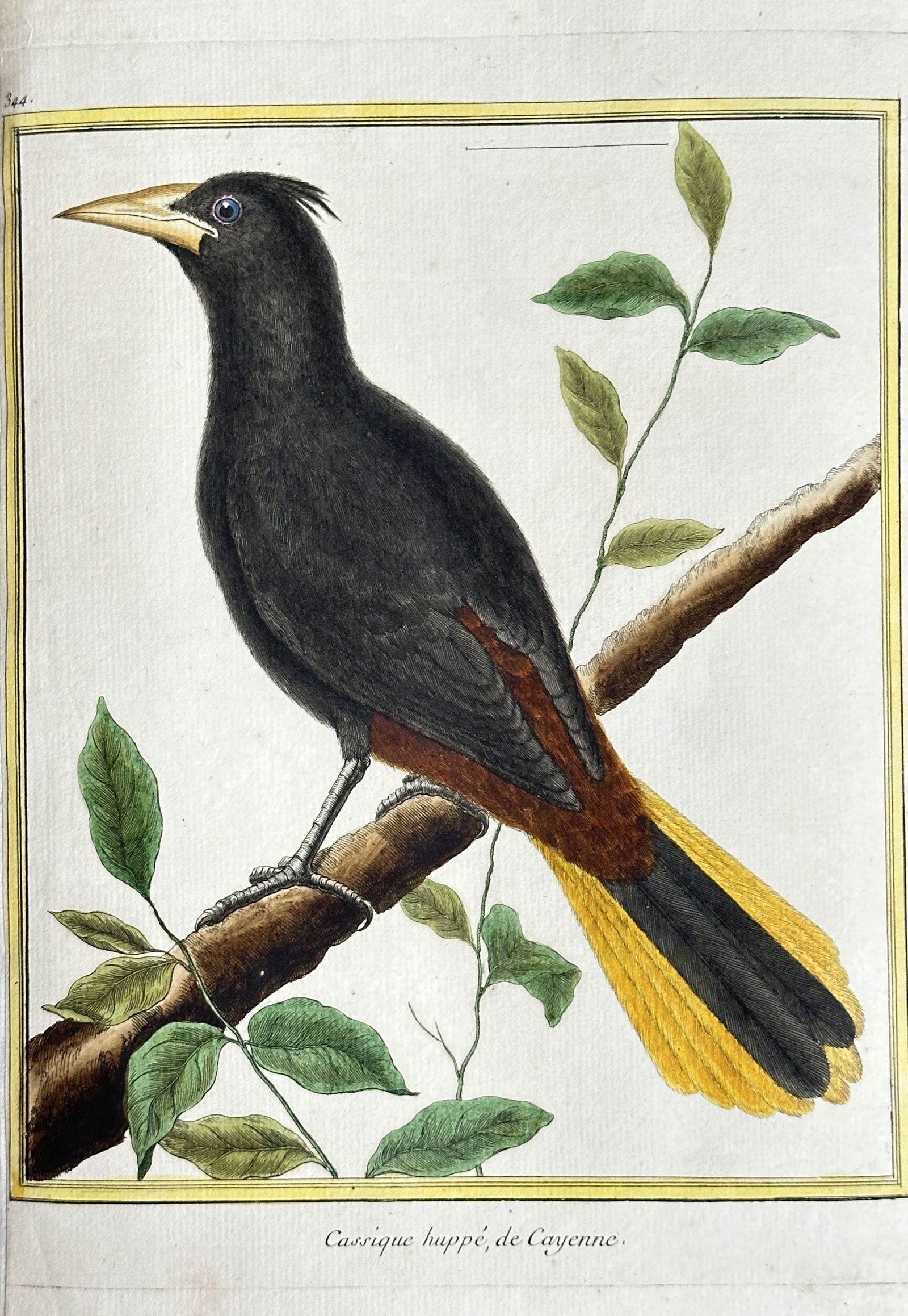 François-Nicolas Martinet – Crested Cassique / Oropendola (from Cayenne) (1 of 3)