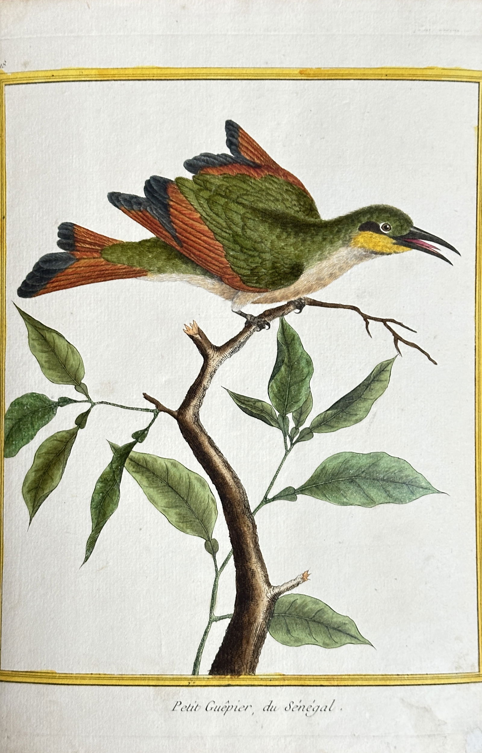 François-Nicolas Martinet – Little Bee-eater (from Senegal) – Hand-coloured Engraving (circa (1 of 3)