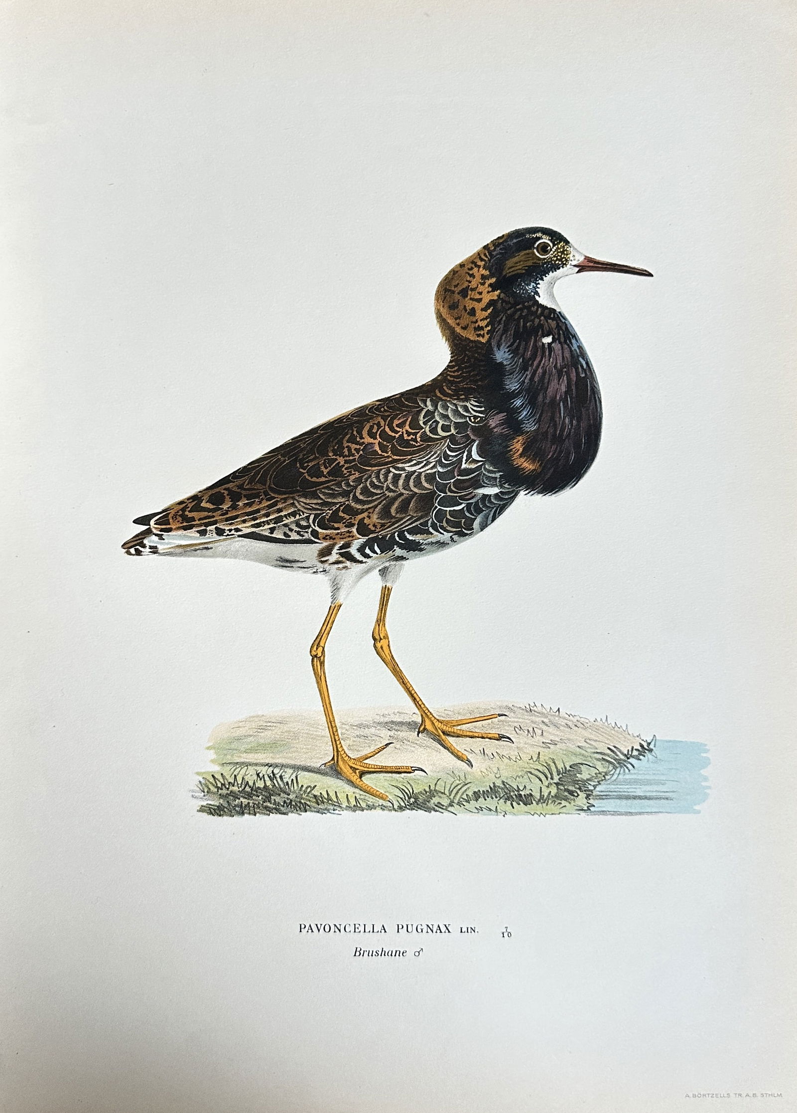 Wilhelm von Wright (1810–1887) – Ruff (Pavoncella pugnax) – Chromolithograph (circa 1920s) (1 of 3)