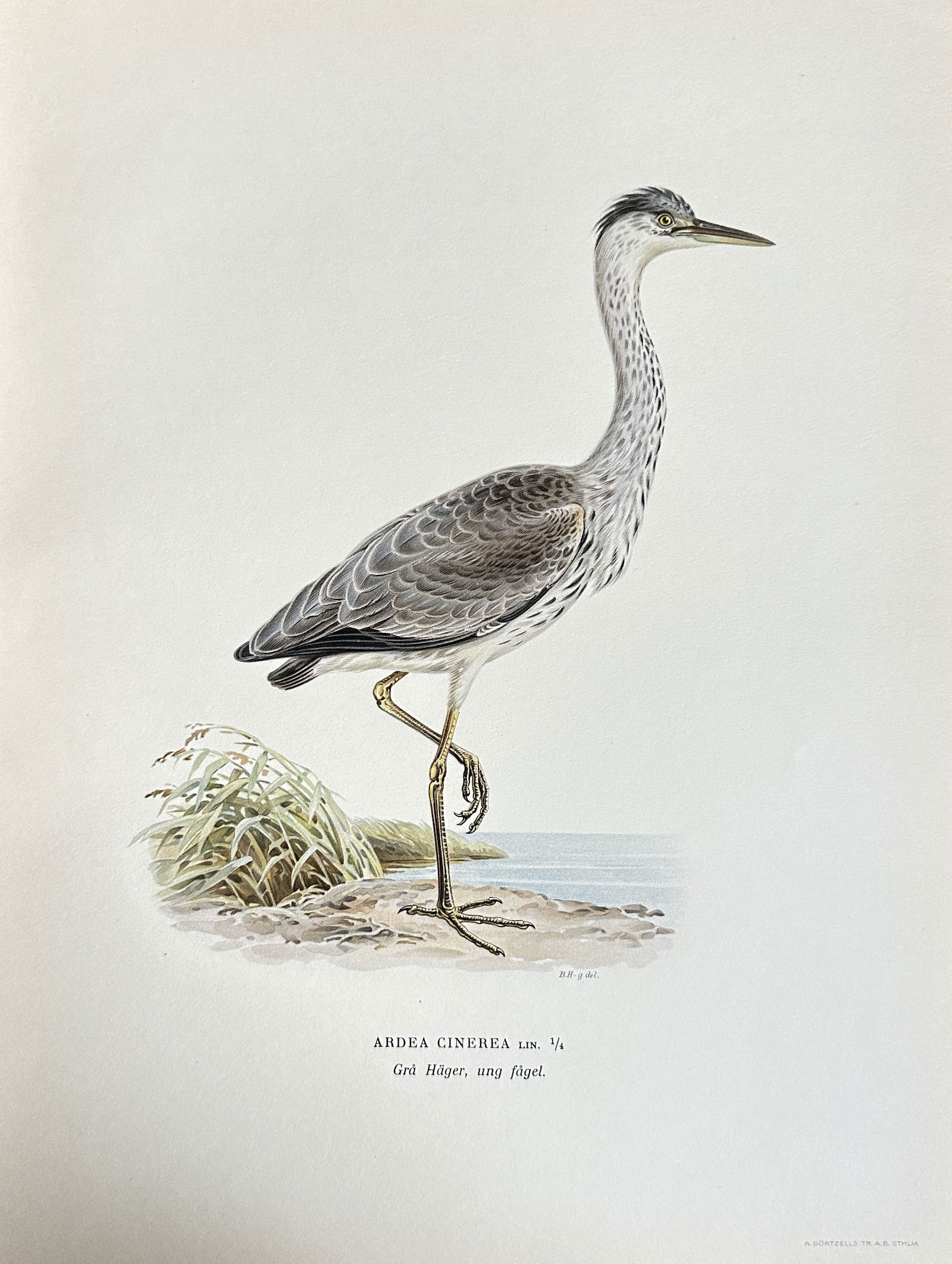 Wilhelm von Wright – Grey Heron (Ardea cinerea) – Chromolithograph (circa 1920s) (1 of 3)