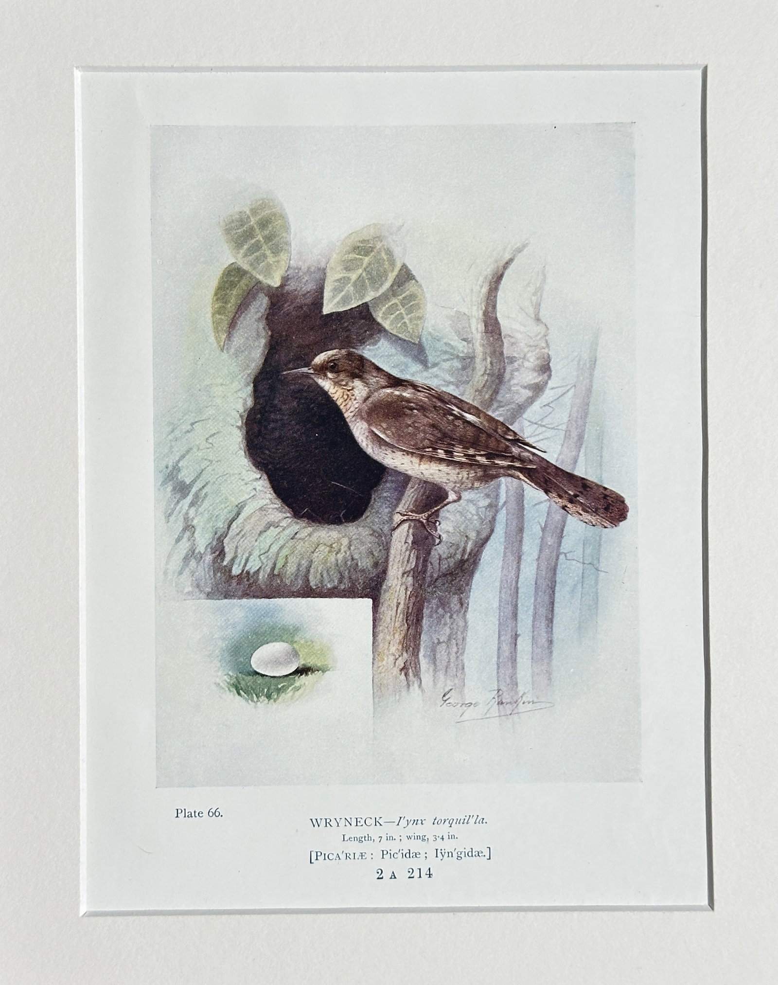 George James Rankin – Wryneck (Jynx torquilla) and Eggs – Color Print (1910): This color print from 1910 depicts a detailed study of the Wryneck (Jynx torquilla), a distinctive European bird. The illustration showcases the bird's unique camouflage plumage and its characteristic
