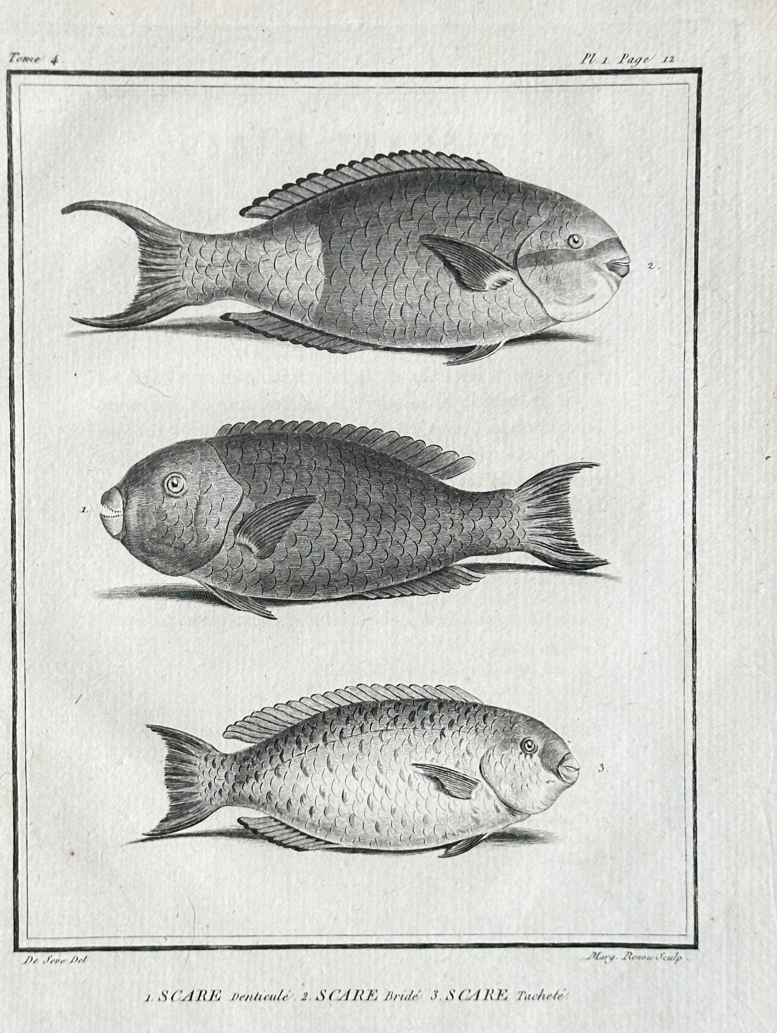 Jacques de Sève (fl. 1742–1788) – Studies of Scaridae Fish Varieties – Engraving: This detailed engraving by Jacques de Sève, a key illustrator for Buffon, originates from Volume 4, Plate 1, Page 12 of Georges-Louis Leclerc, Comte de Buffon's monumental "Histoire Naturelle des Poi
