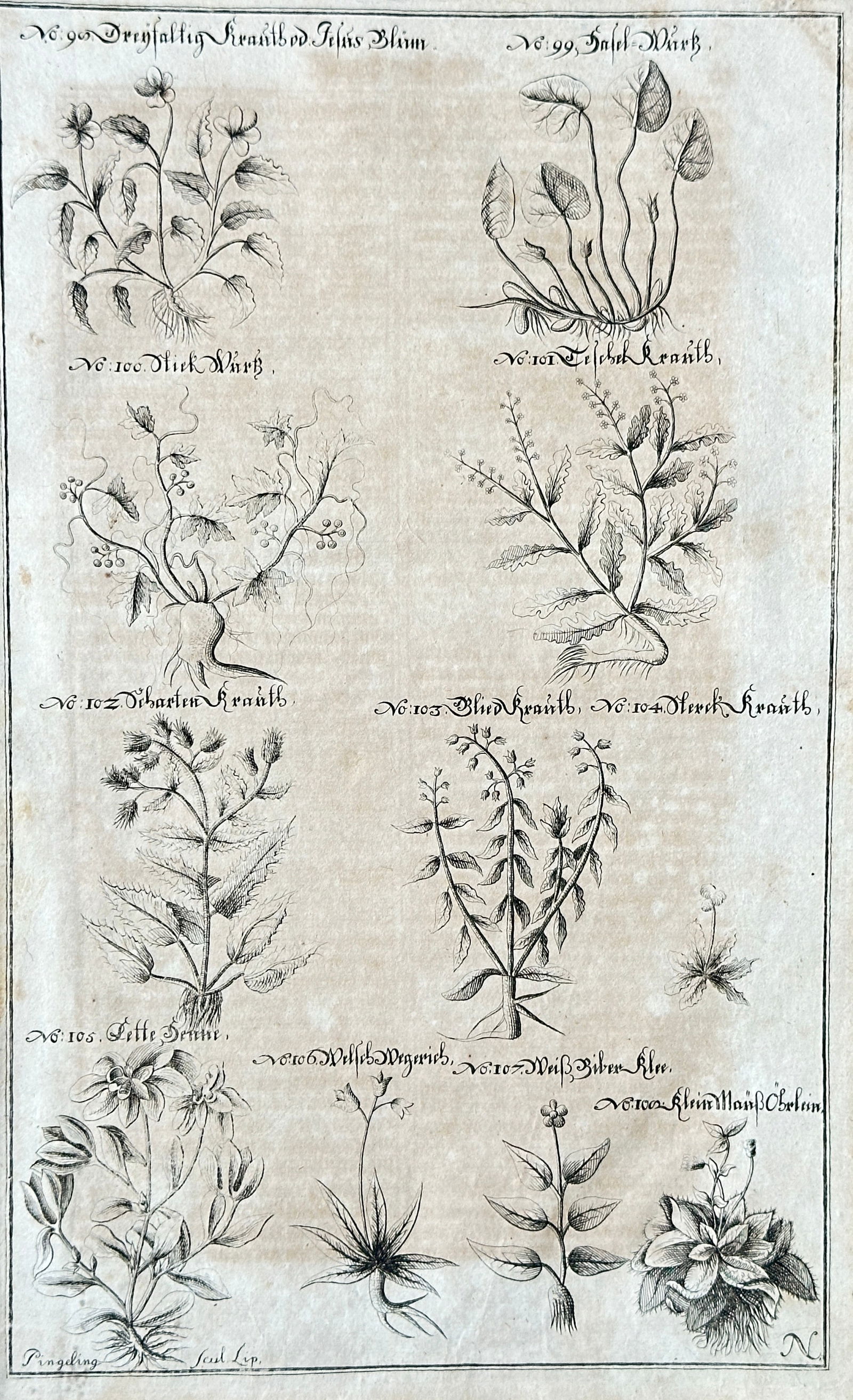 Nicholas Culpeper – Various Botanical Studies from Culpeper's Herbal – Engraving (18th Century) (1 of 3)