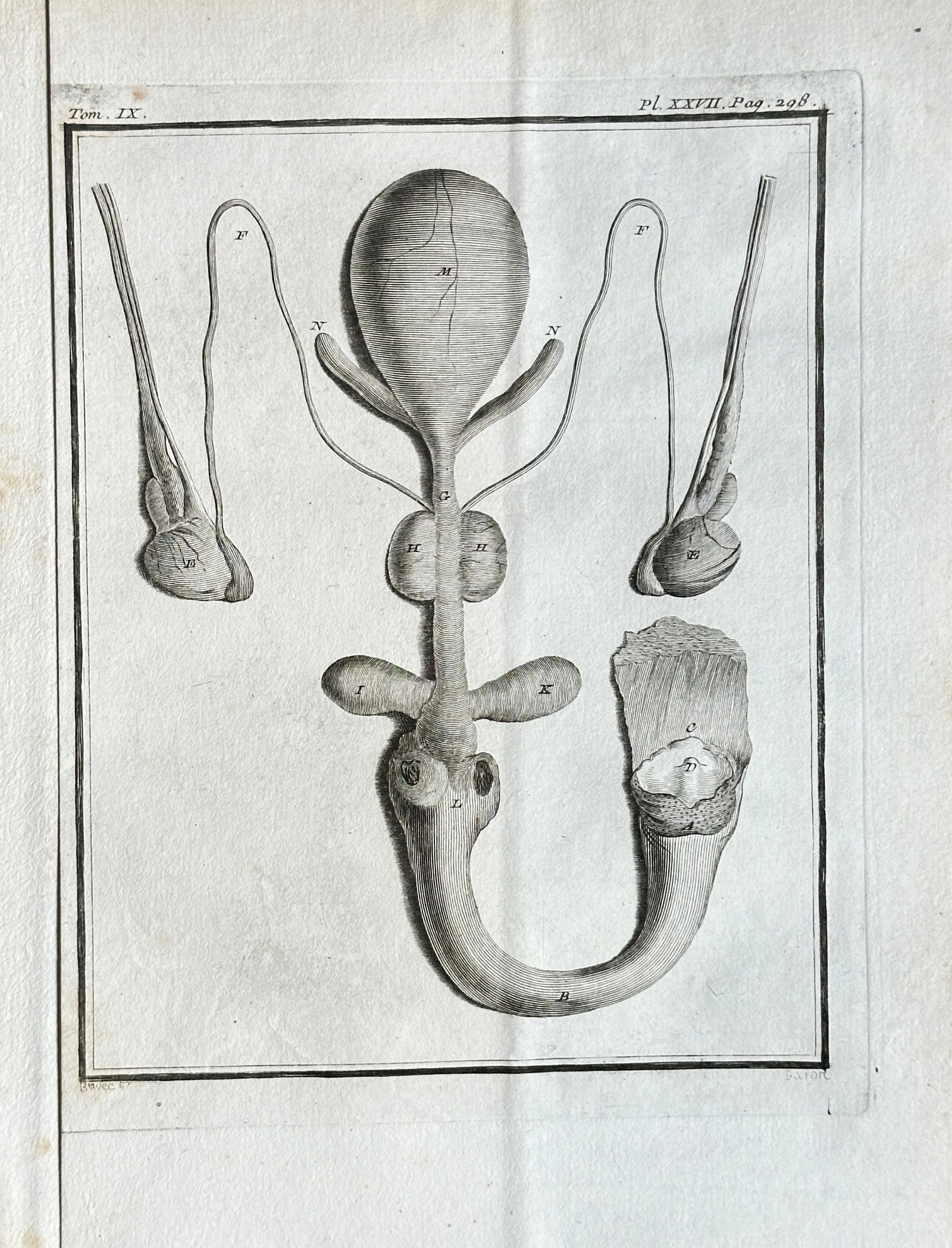 Georges-Louis Leclerc, Comte de Buffon – Anatomical Study of the Beaver's Reproductive Organs: This detailed engraving, originating from Volume IX, Plate XXXII, Page 228 of Georges-Louis Leclerc, Comte de Buffon's monumental "Histoire Naturelle, générale et particulière," presents a meticulo