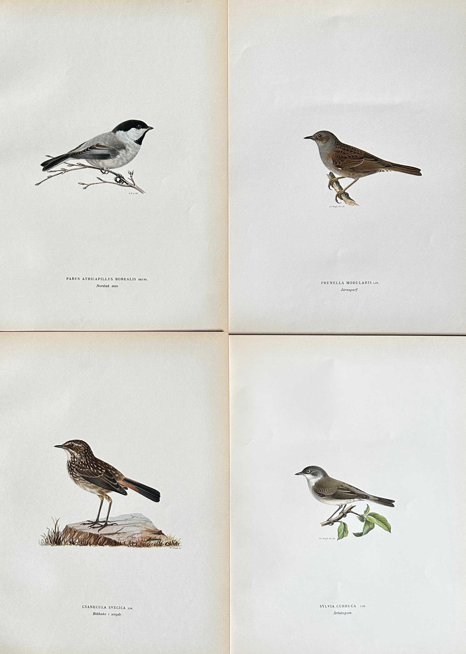 Wilhelm von Wright – Set of 4 Studies from Svenska Fåglar: Coal Tit, Icterine Warbler, Brown Lark: This set features four exquisite ornithological chromolithographs by Wilhelm von Wright, all originating from the renowned work "Svenska Fåglar" (Swedish Birds). The first print (top left) meticulous