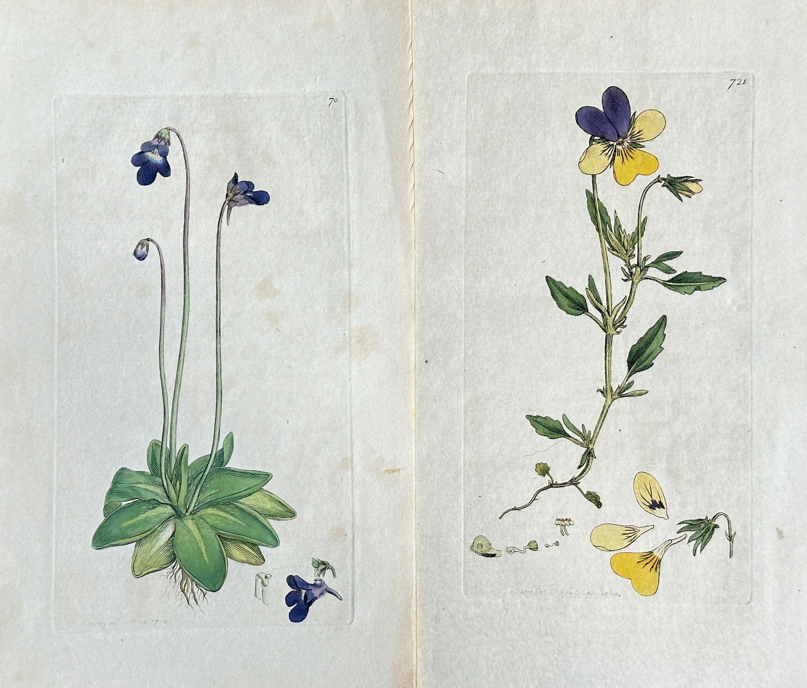 James Sowerby – Set of 2 Studies from English Botany: Common Butterwort  and Heart's-ease (1 of 3)