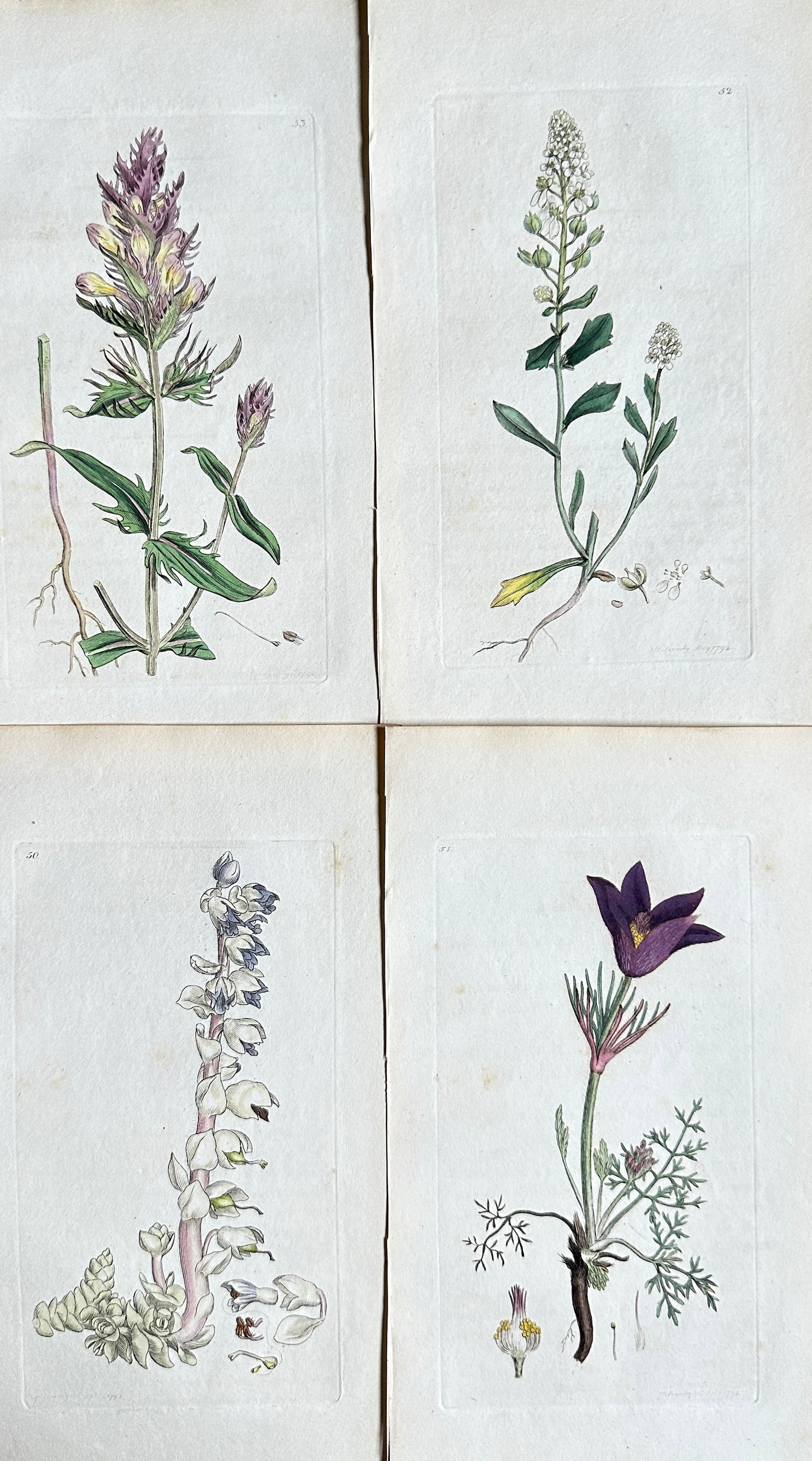 James Sowerby – Set of 4 Studies from English Botany: Alpine Bartsia, Small Bugloss, Toothwort: This set features four exquisite hand-coloured engravings by James Sowerby, all originating from his seminal publication, "English Botany," a monumental work developed in collaboration with botanist S