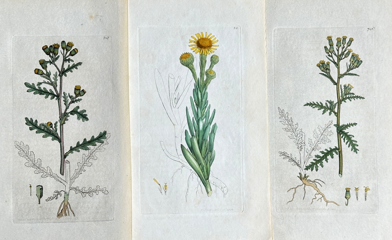 James Sowerby – Set of 3 Studies from English Botany: Common Ragwort, Marsh Ragwort, and Common (1 of 3)