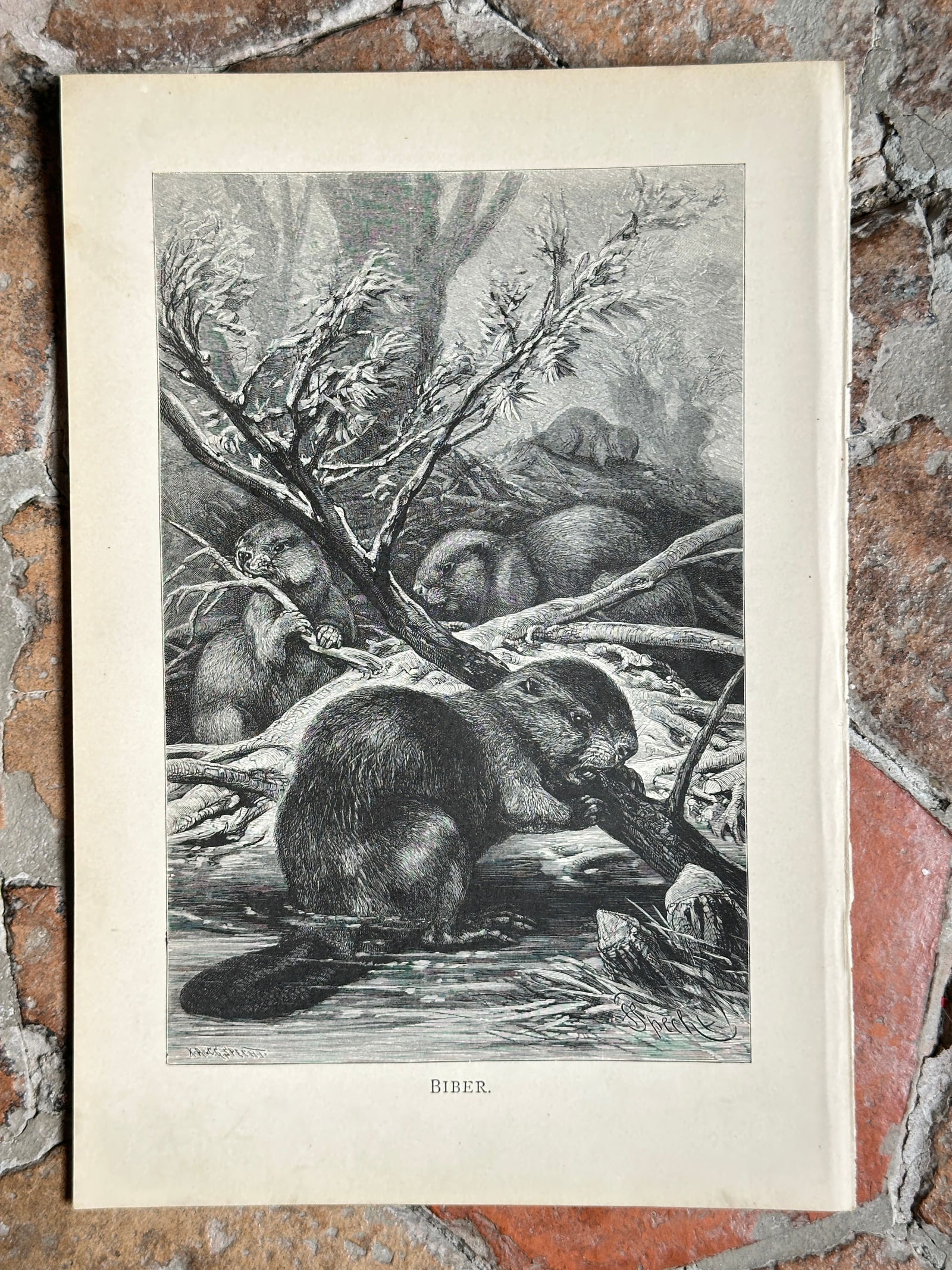 after Alfred Edmund Brehm – Set of 22: Various Animal Species from Brehms Tierleben – Woodcuts (1 of 7)