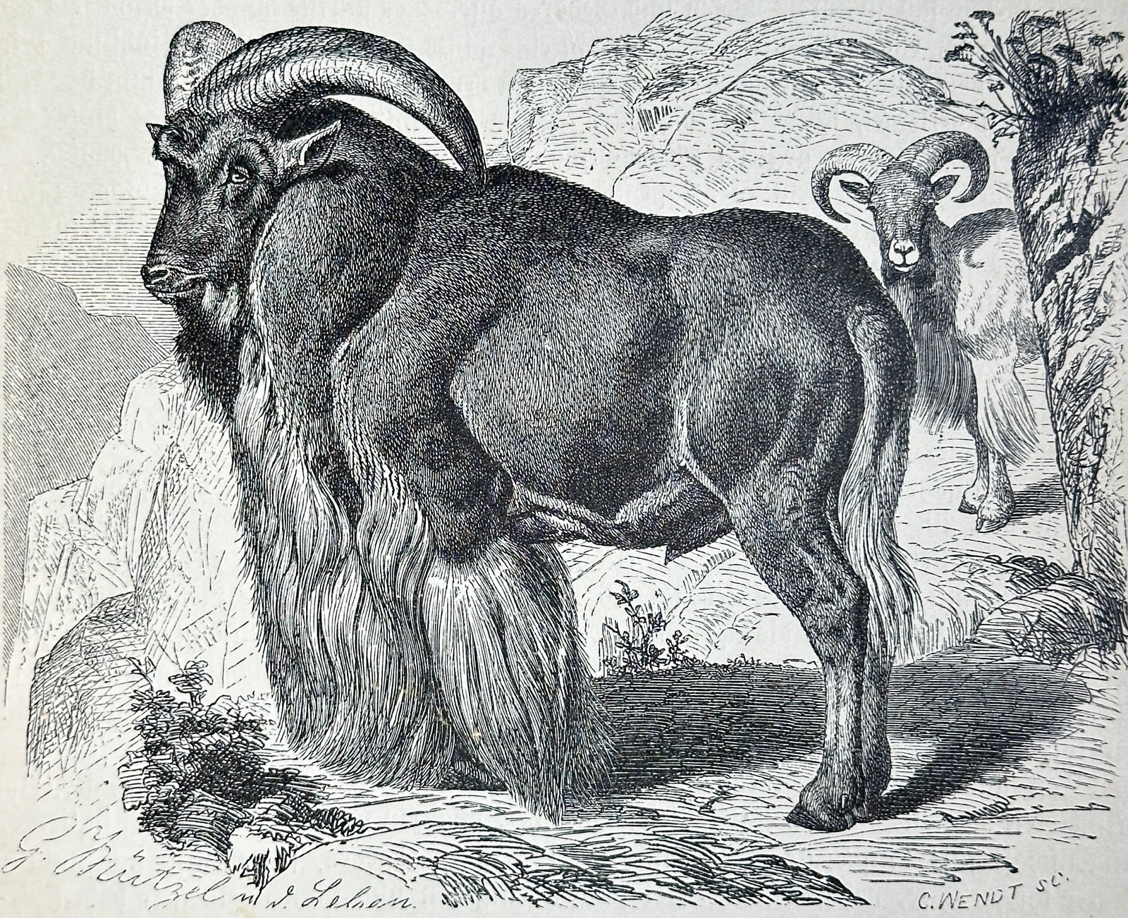 after Alfred Edmund Brehm – Set of 40: Various Animal Species from Brehms Tierleben – Woodcuts: This extensive set features 40 detailed woodcut illustrations depicting various animal species, all originating from "Brehms Tierleben : allgemeine Kunde des Tierreichs : mit 1800 Abbildungen im Text,