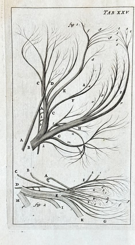 Steven Blankaart – Anatomy of the Nervous System – Engraving (c. 1695): This meticulously detailed engraving, identified as Table XXV (TAB. XXV.), presents an intricate anatomical study of branching structures, specifically illustrating complex nerve networks. The plate f