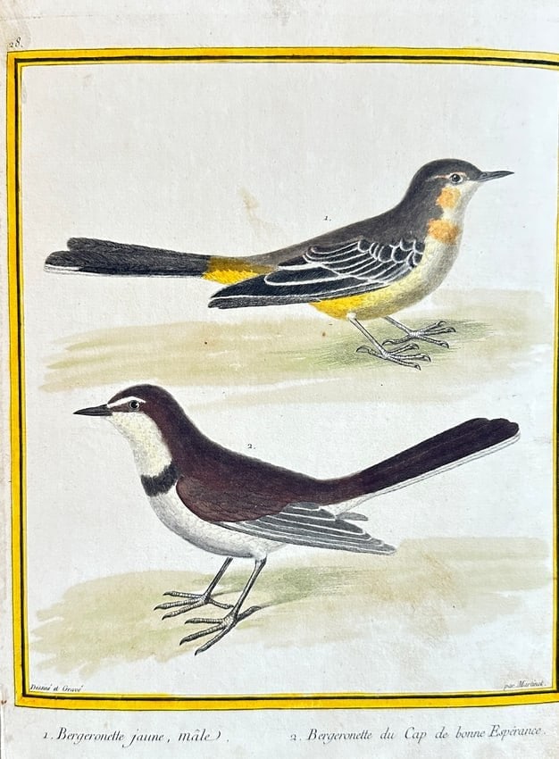 François Nicolas Martinet – Yellow Wagtail and Cape Wagtail – Hand-colored Engraving: This vibrant hand-colored engraving, Plate 28 from François Nicolas Martinet's renowned Planches Enluminées d'Histoire Naturelle, showcases two distinct species of wagtails. Figure 1 depicts a male 