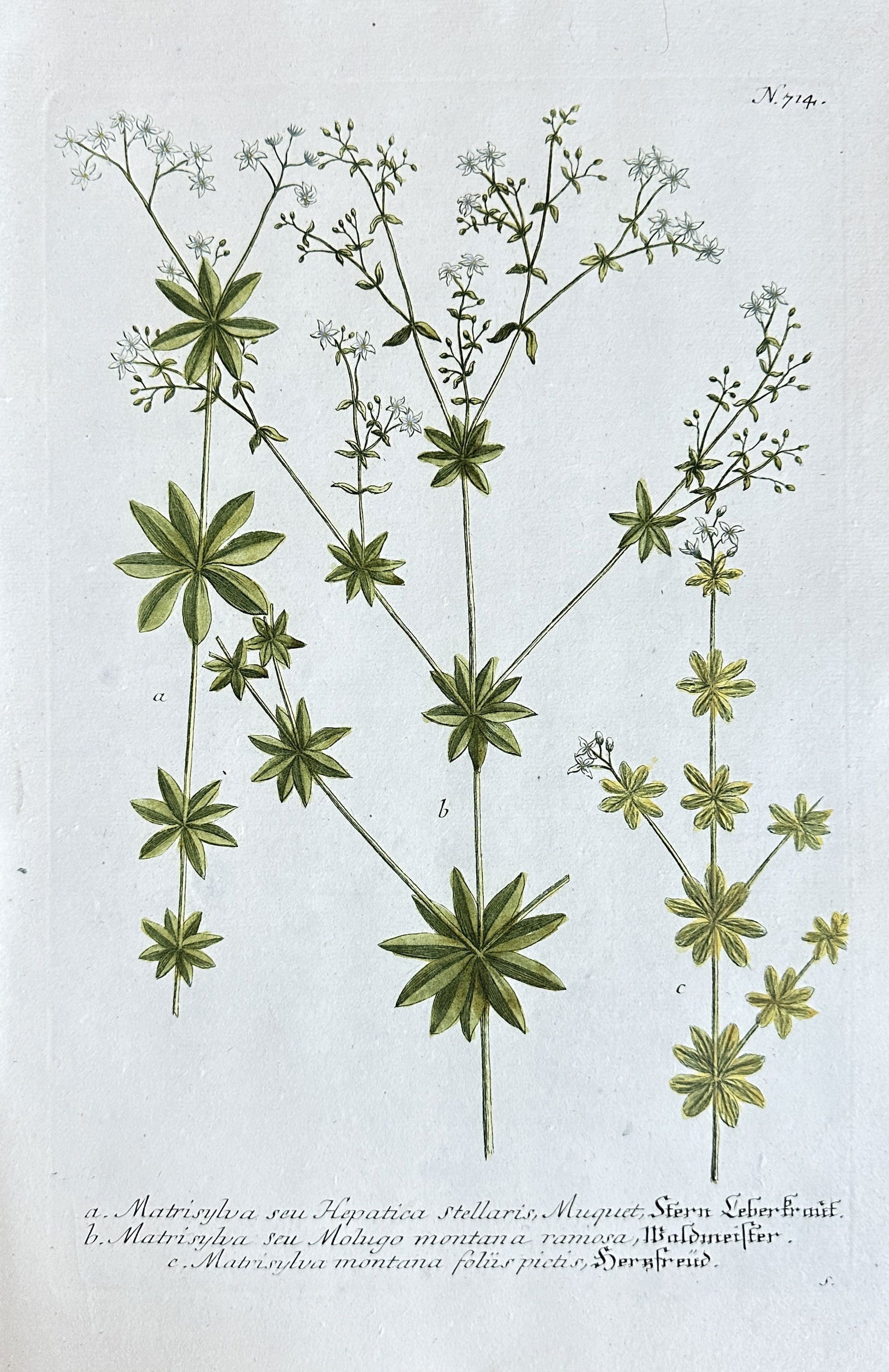 Johann Wilhelm Weinmann – Studies of Matricaria and Malva – Hand-colored Engraving (1737–1745) (1 of 3)