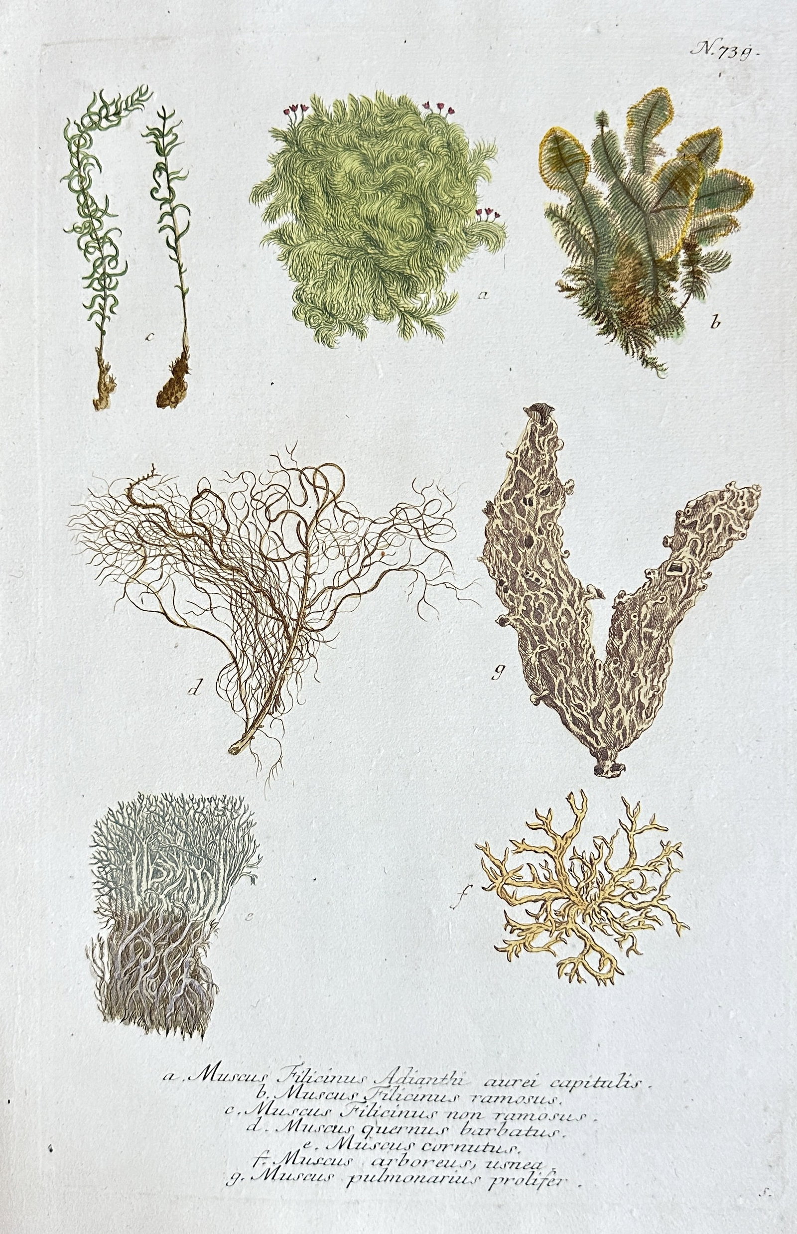 Johann Wilhelm Weinmann – Studies of Mosses and Lichens – Hand-colored Engraving (1737–1745): This hand-colored engraving by Johann Wilhelm Weinmann presents a meticulous botanical study of various mosses and lichens from his seminal work Phytanthoza iconographia. The print, Plate 730, showcas